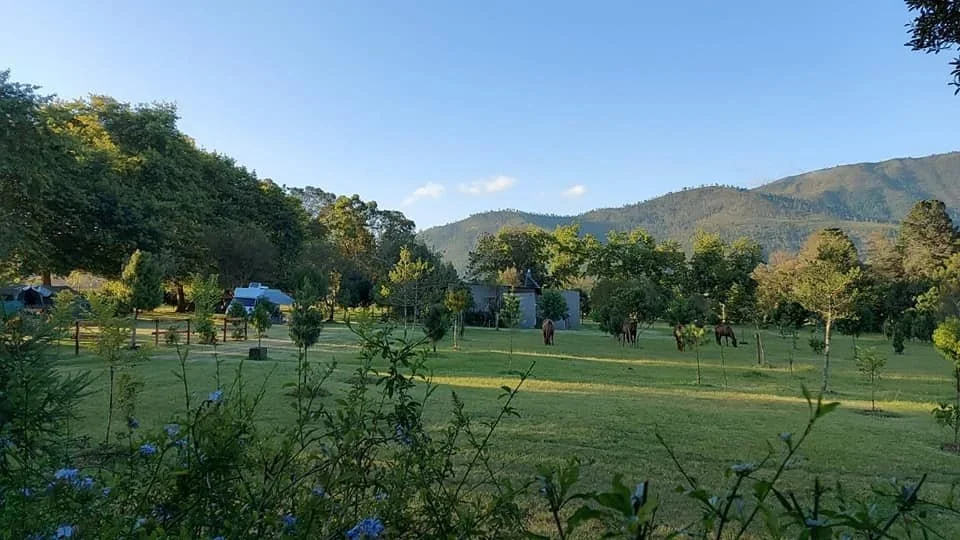 Open grassy field with trees and horses, mountains in the background, blue sky, and small blue flowers in the foreground.