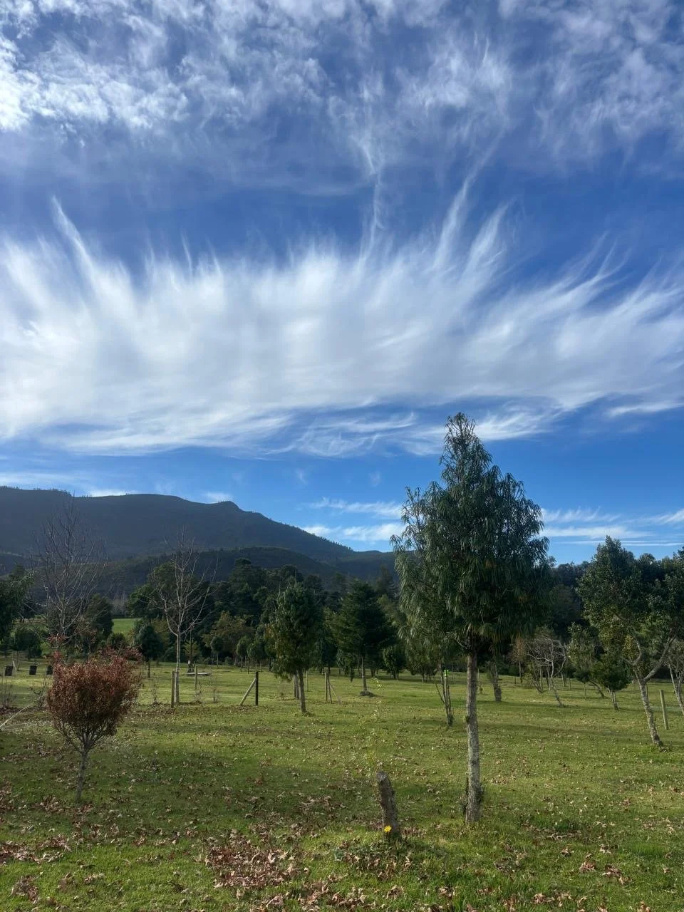 Open field with various trees, a mountain in the background, and a blue sky with wispy white clouds.