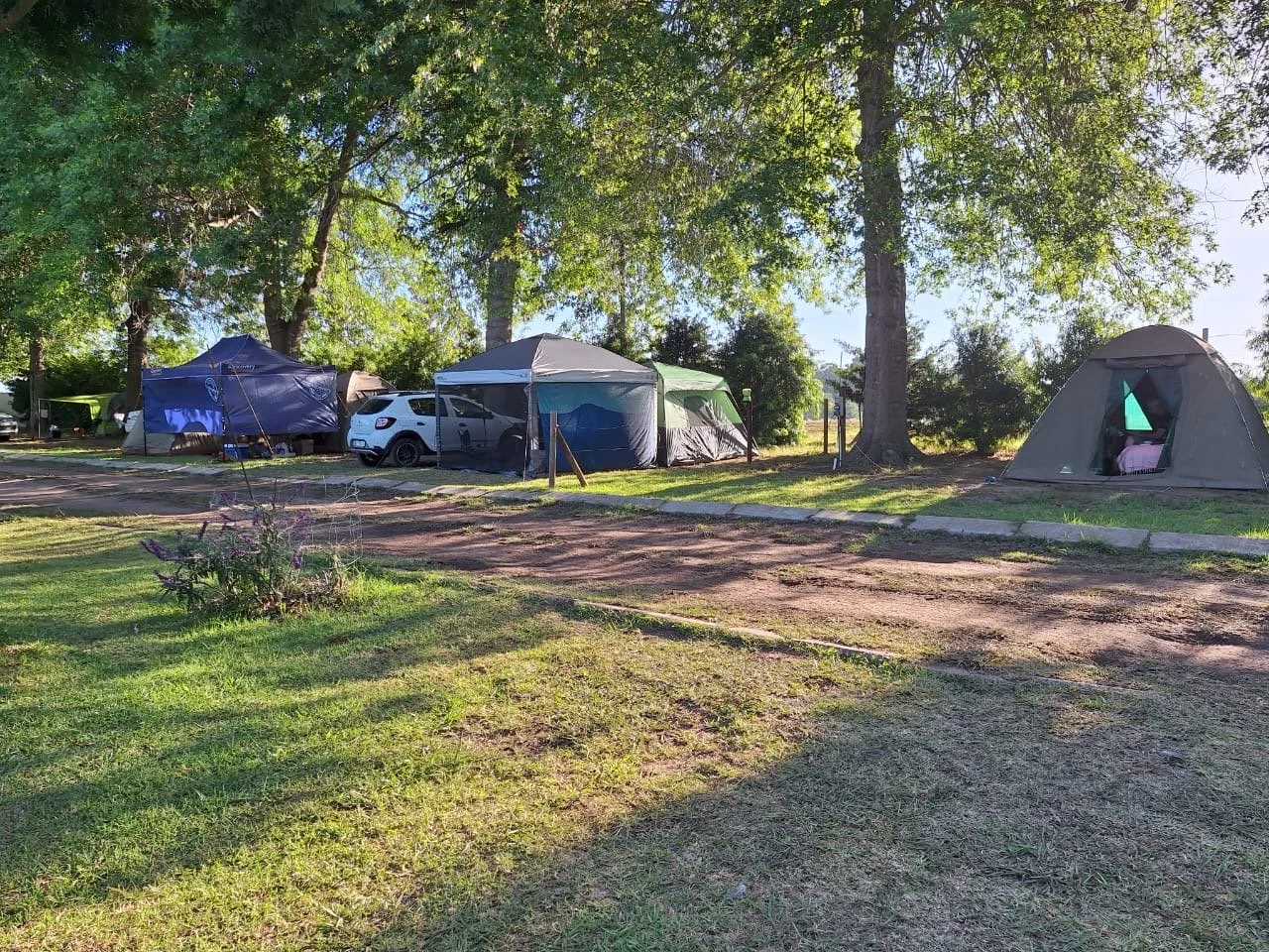 Camping scene with tents and trees, parked cars, and grassy area.