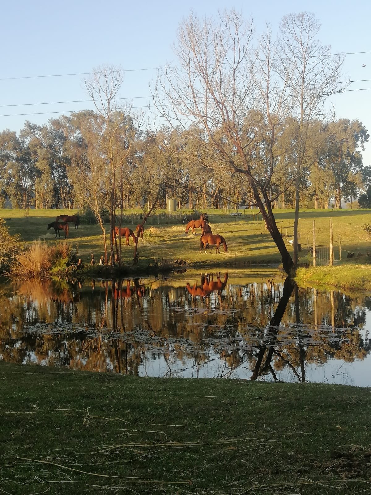 A group of horses grazing and resting in a field with trees and a pond, reflected in the water, under a clear sky.