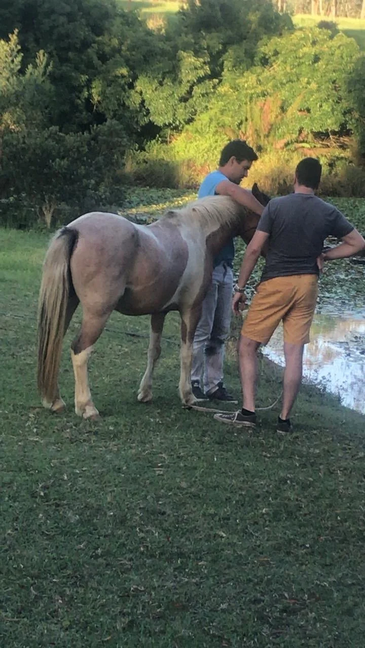 Two men are preparing a light-colored horse near a pond in a grassy area with lush trees in the background.