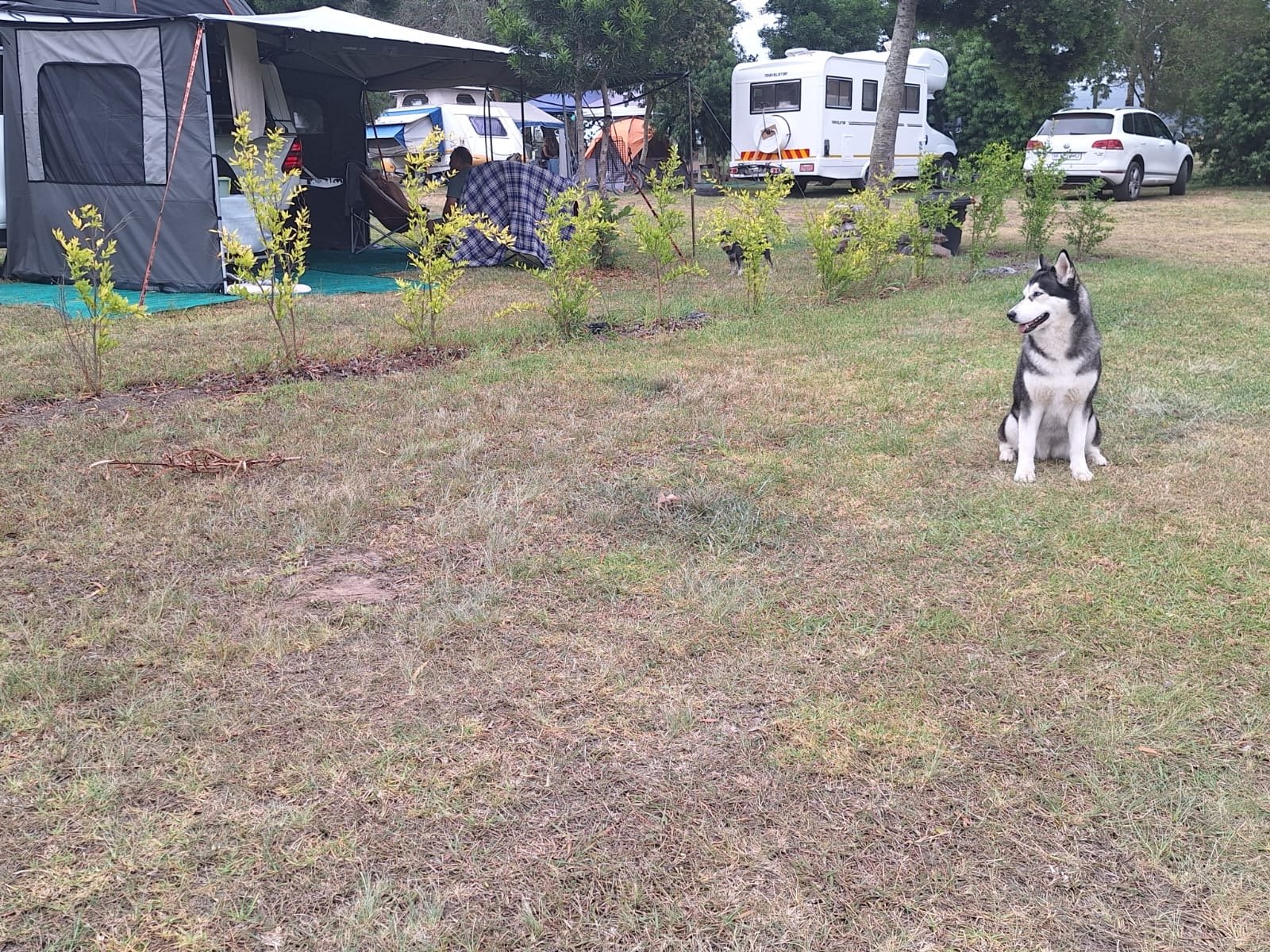 A grassy campsite with a black and white Siberian Husky sitting on the grass to the right, several small bushes or saplings in the middle, and tents, RVs, and cars in the background under a cloudy sky.