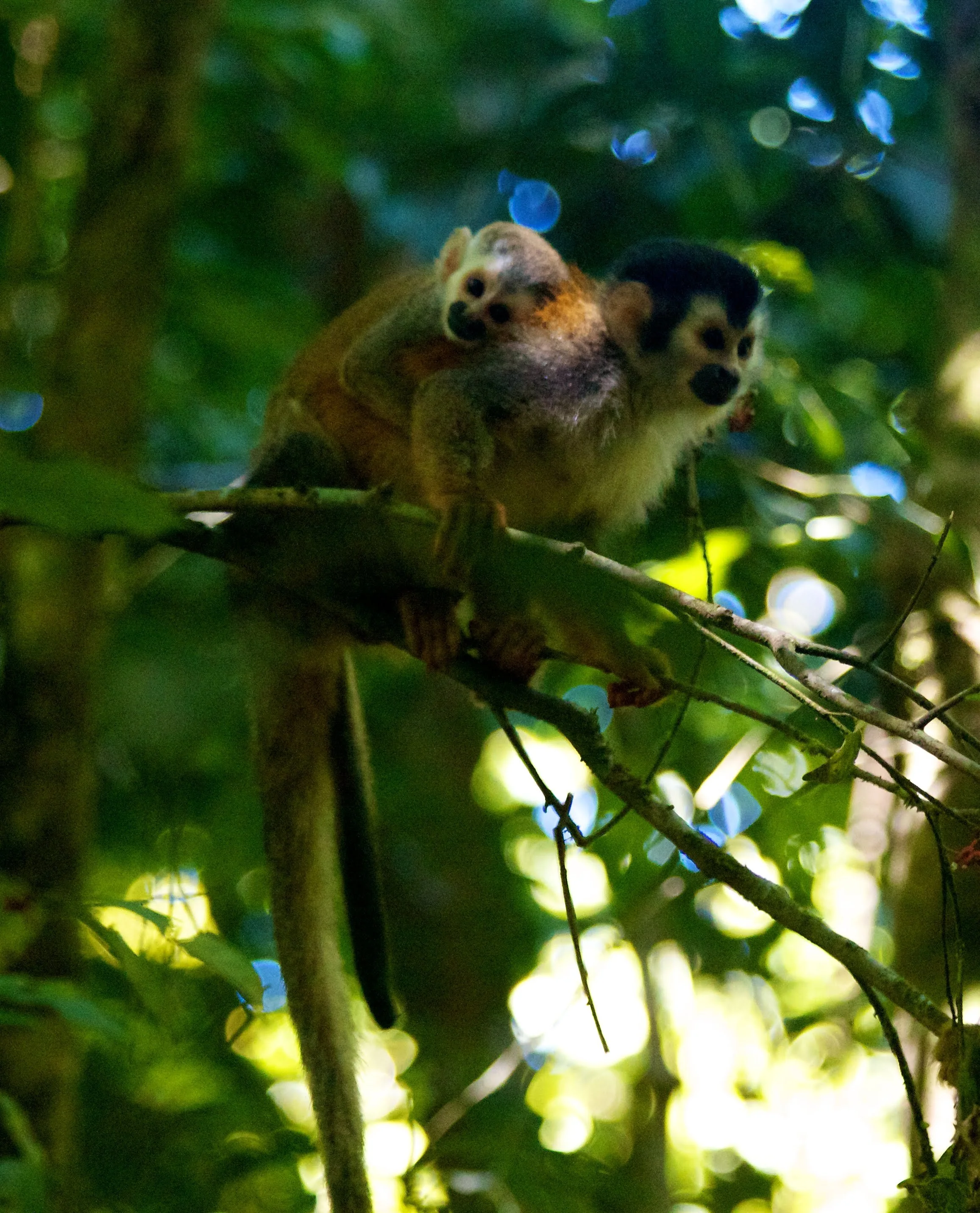 2011-06-18MELTflagged 370.jpg