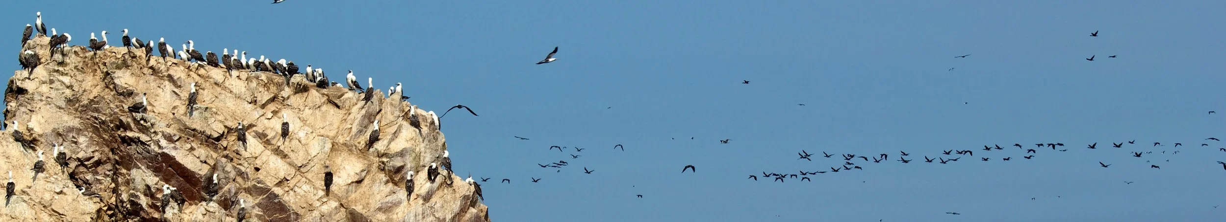 2011-03-19MELTflagged 76.jpg