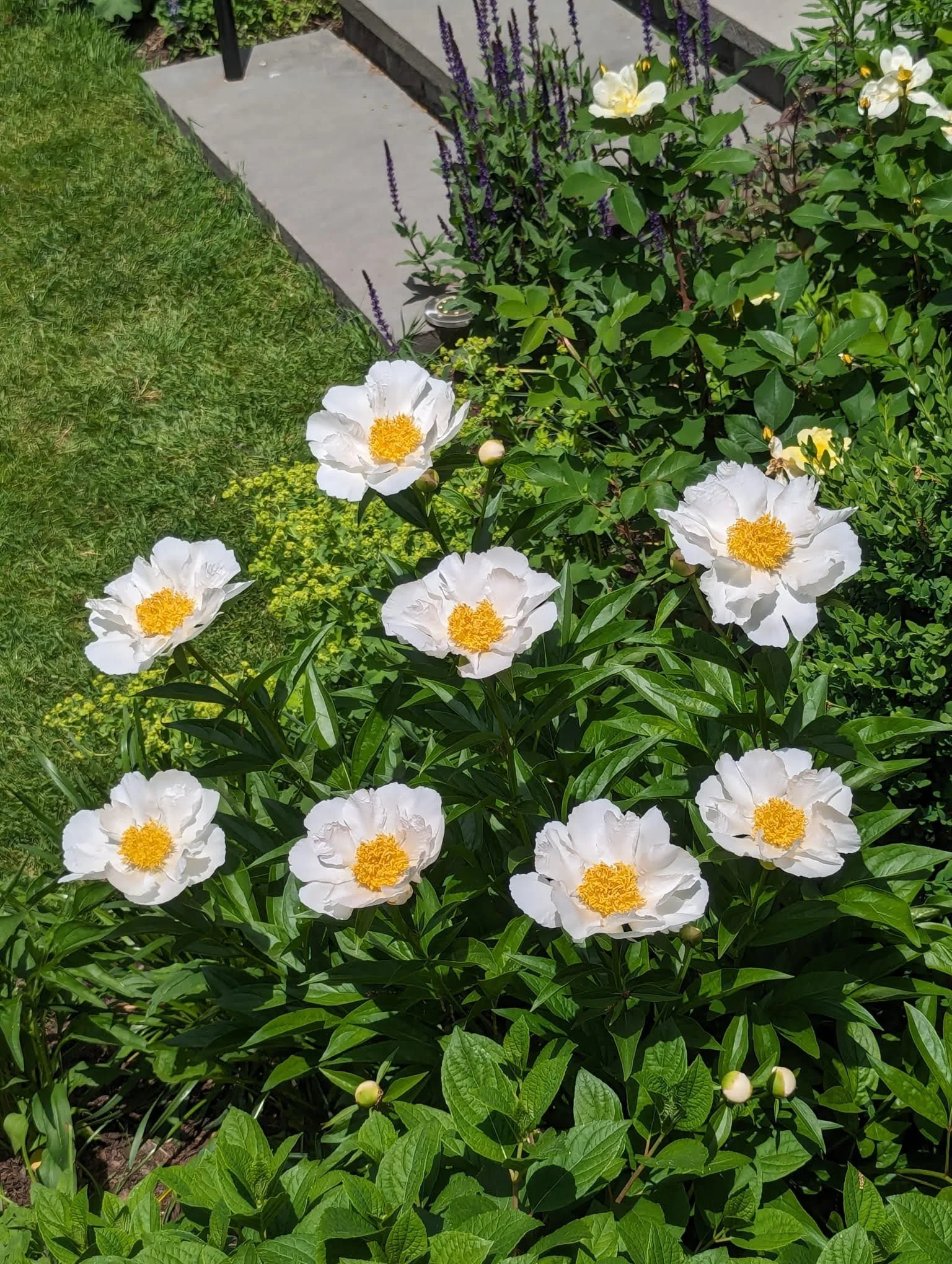 WhatsApp Image 2025-02-07 at 3.42.38 PM.jpeg