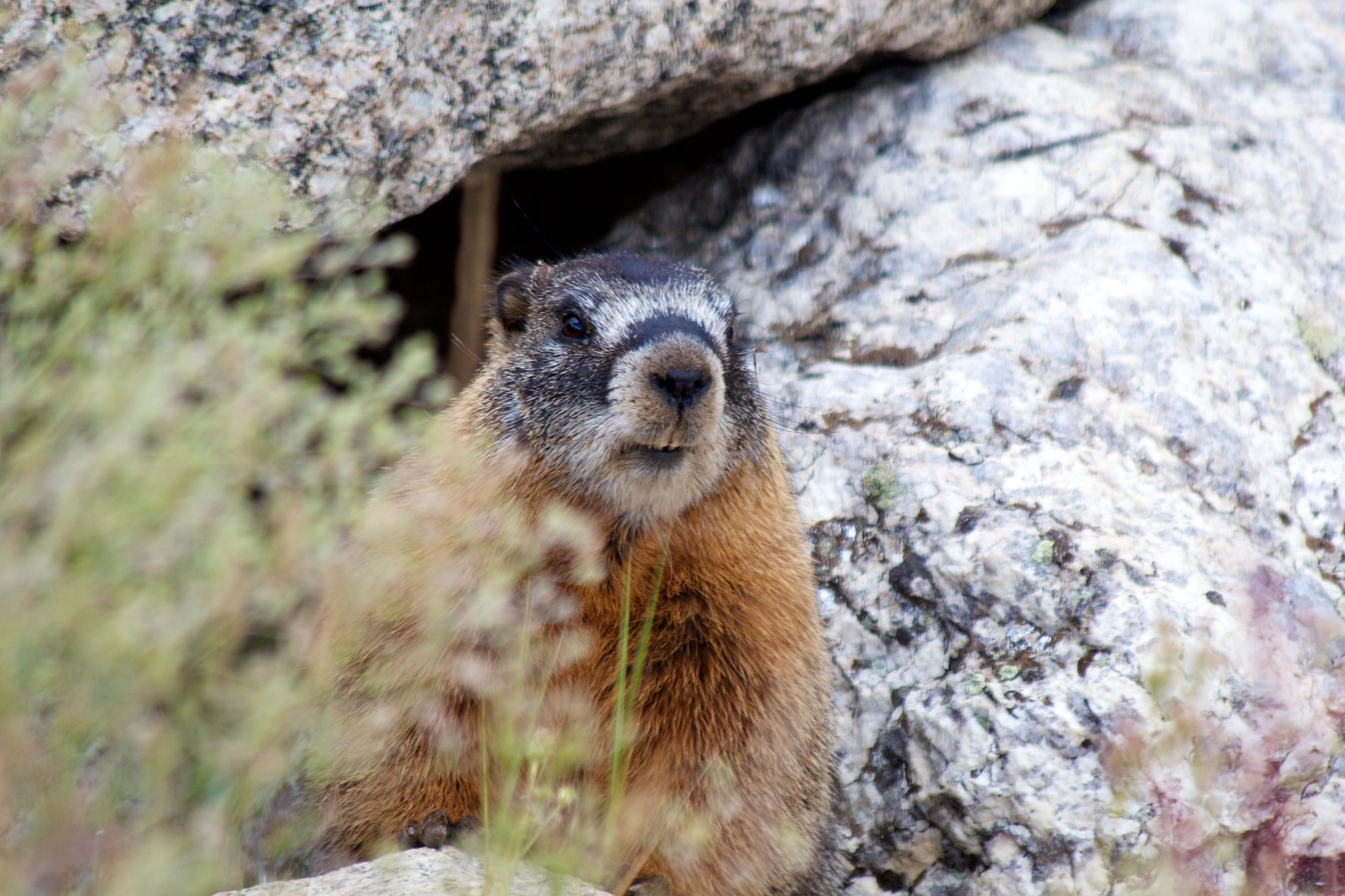 2011-08-22MELTflagged 607.jpg