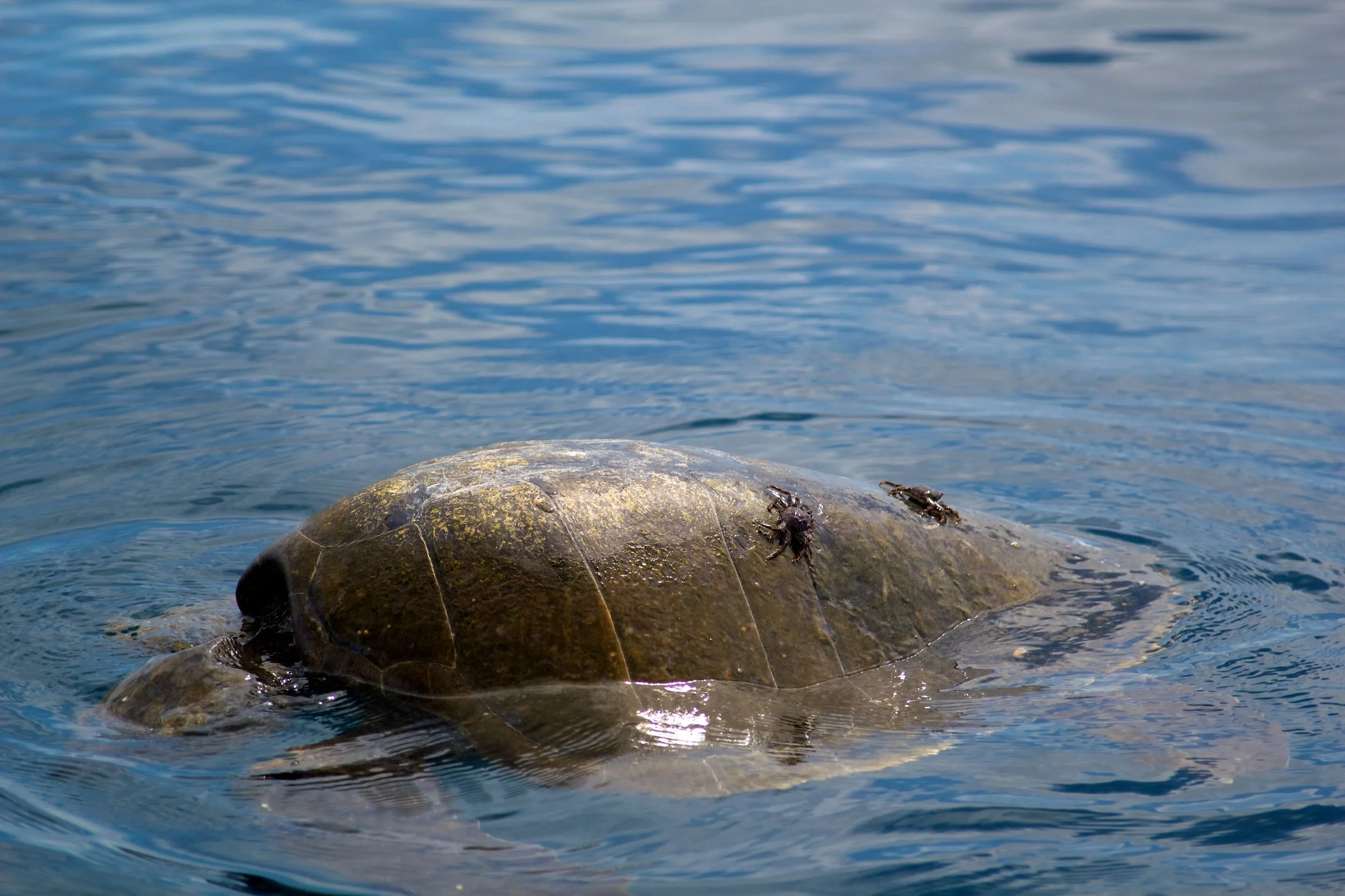 2011-06-22MELTflagged 393.jpg