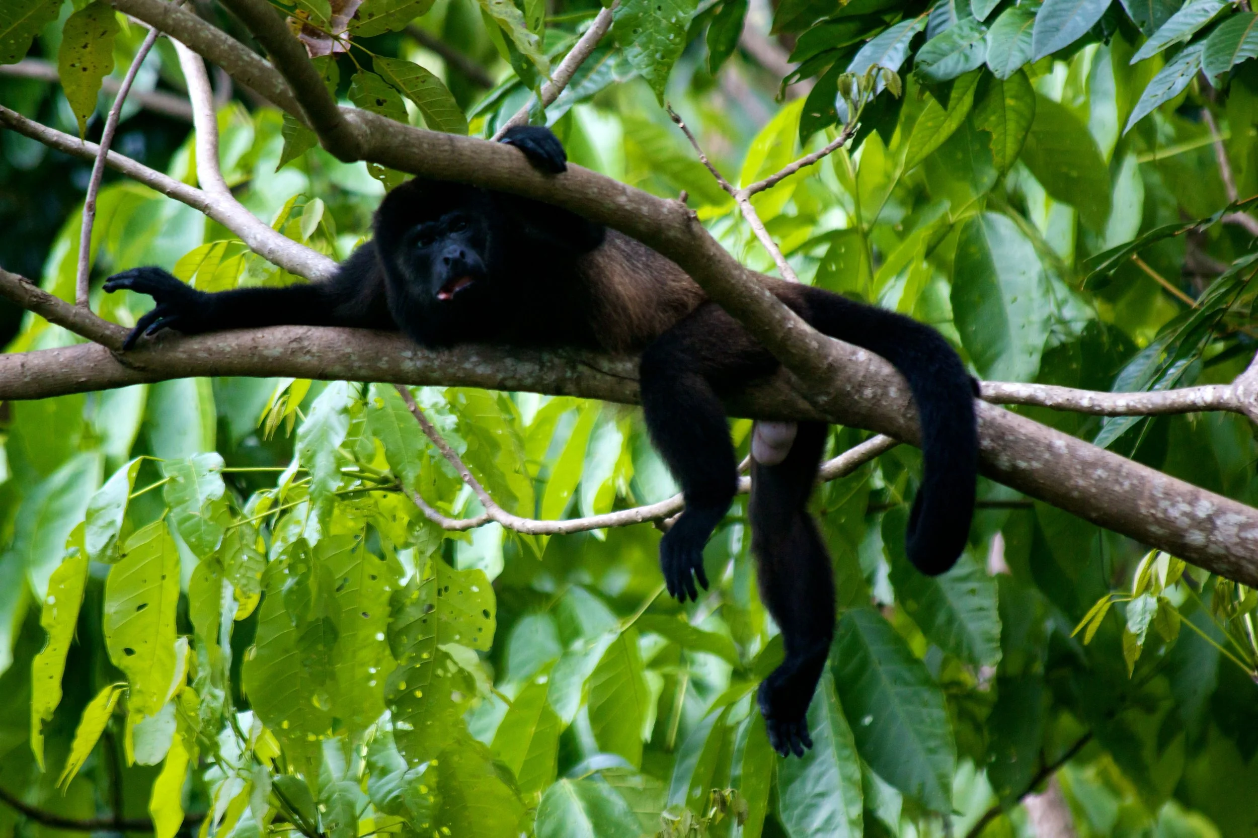 2011-06-18MELTflagged 374.jpg