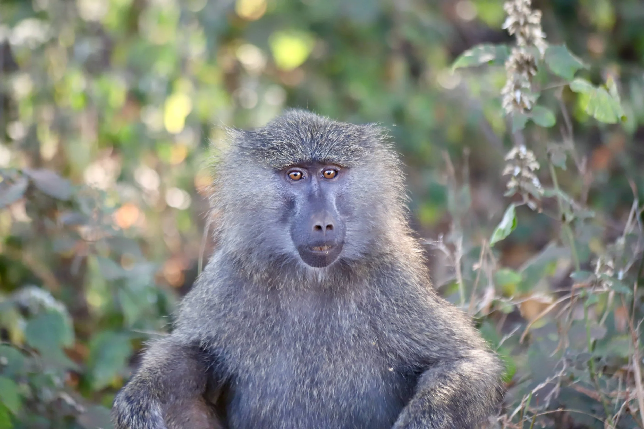 Africa 2022 - 2 of 3.jpeg