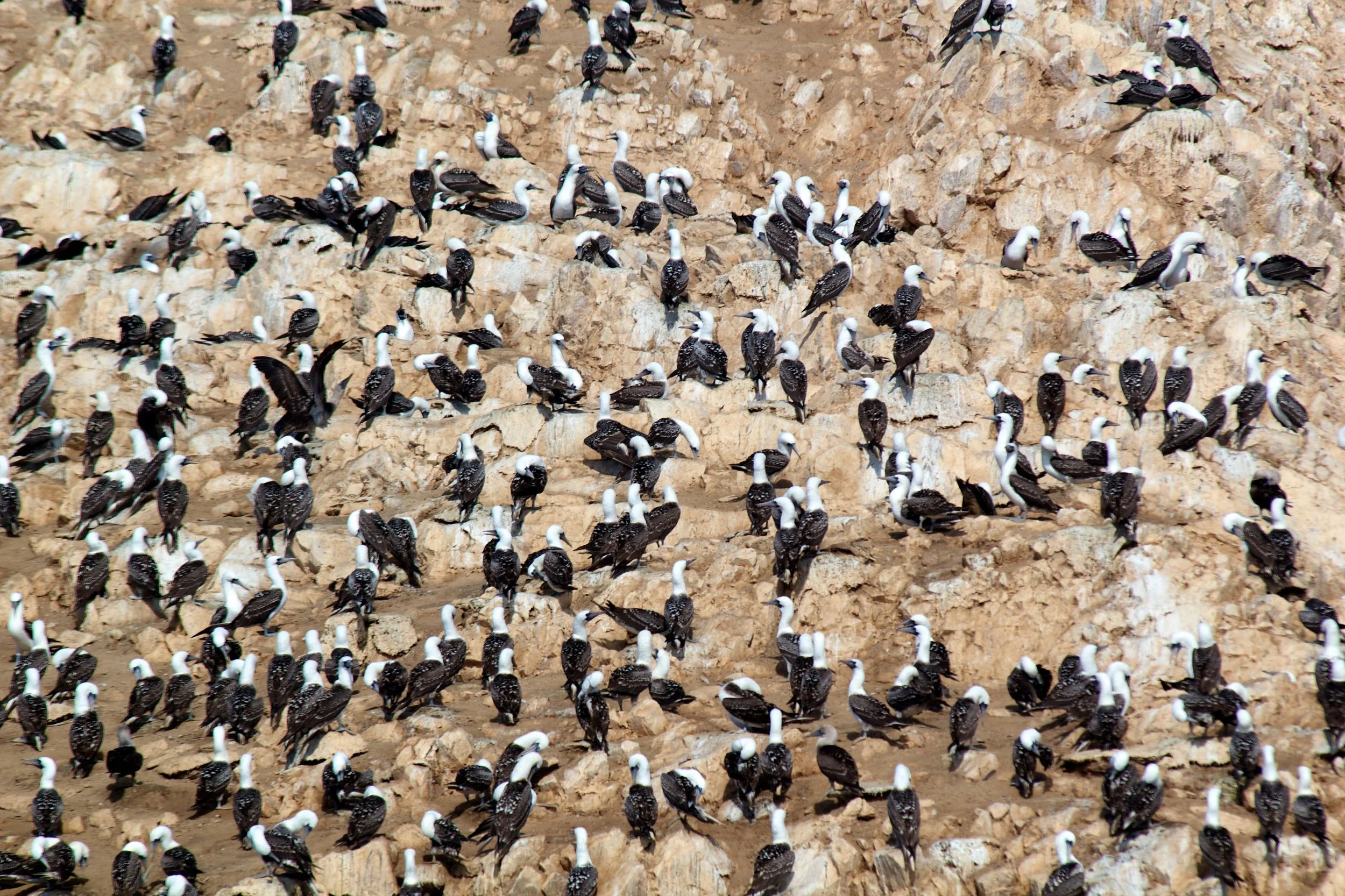 2011-03-19MELTflagged 65.jpg