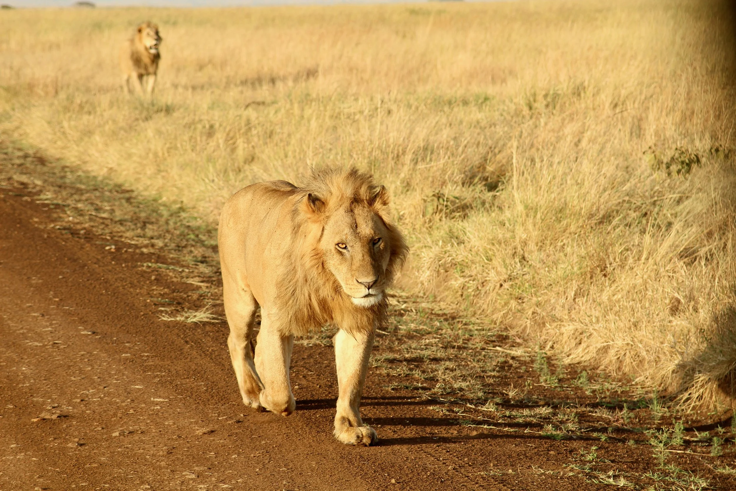 Africa 2022 - 19 of 140.jpeg