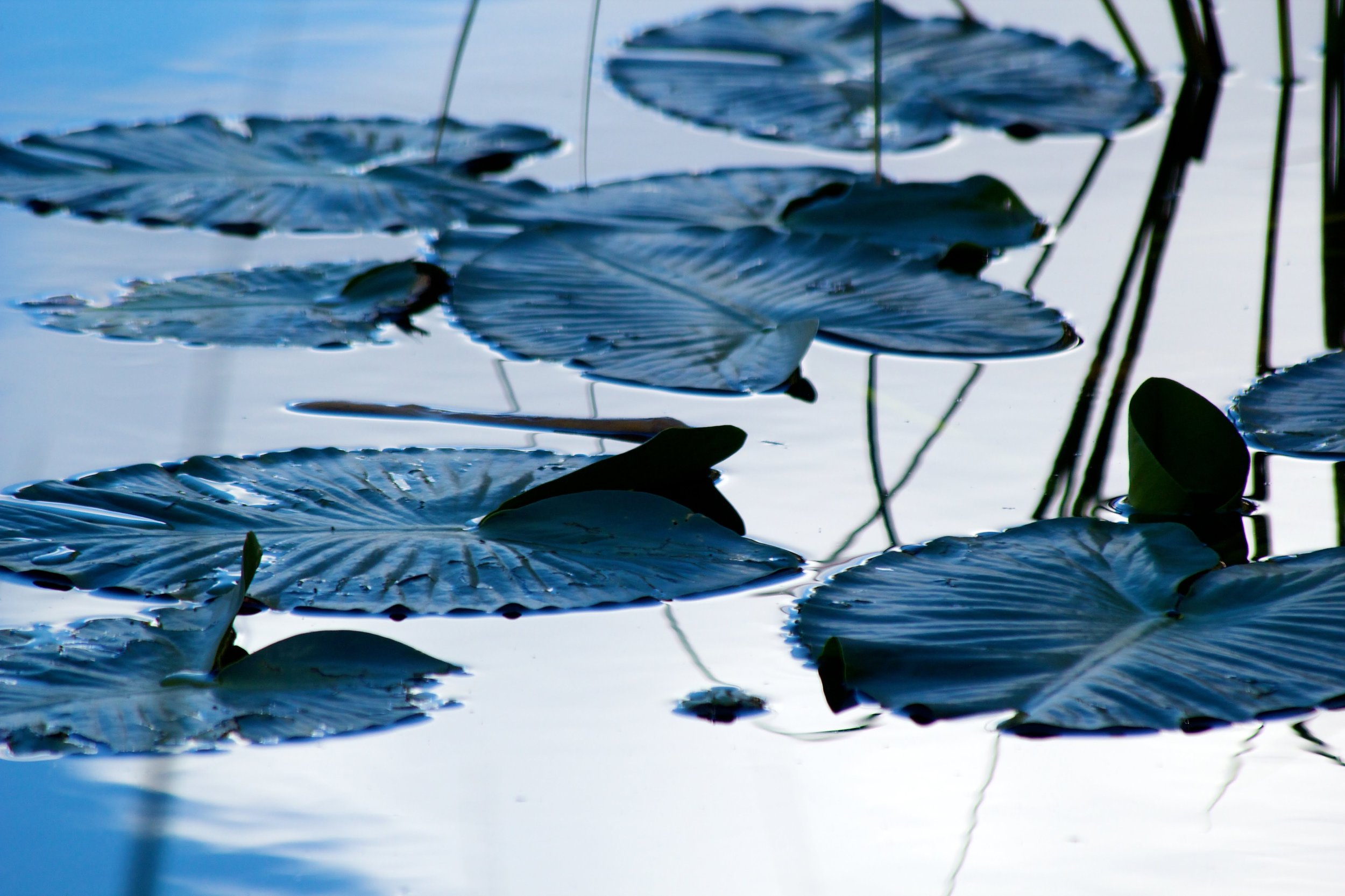 2011-08-22MELTflagged 601.jpg