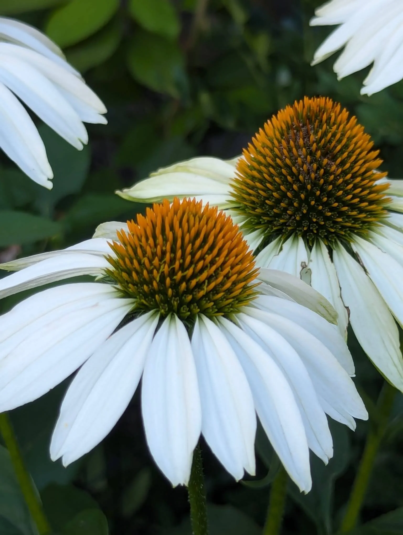 WhatsApp Image 2025-02-07 at 3.40.20 PM.jpeg