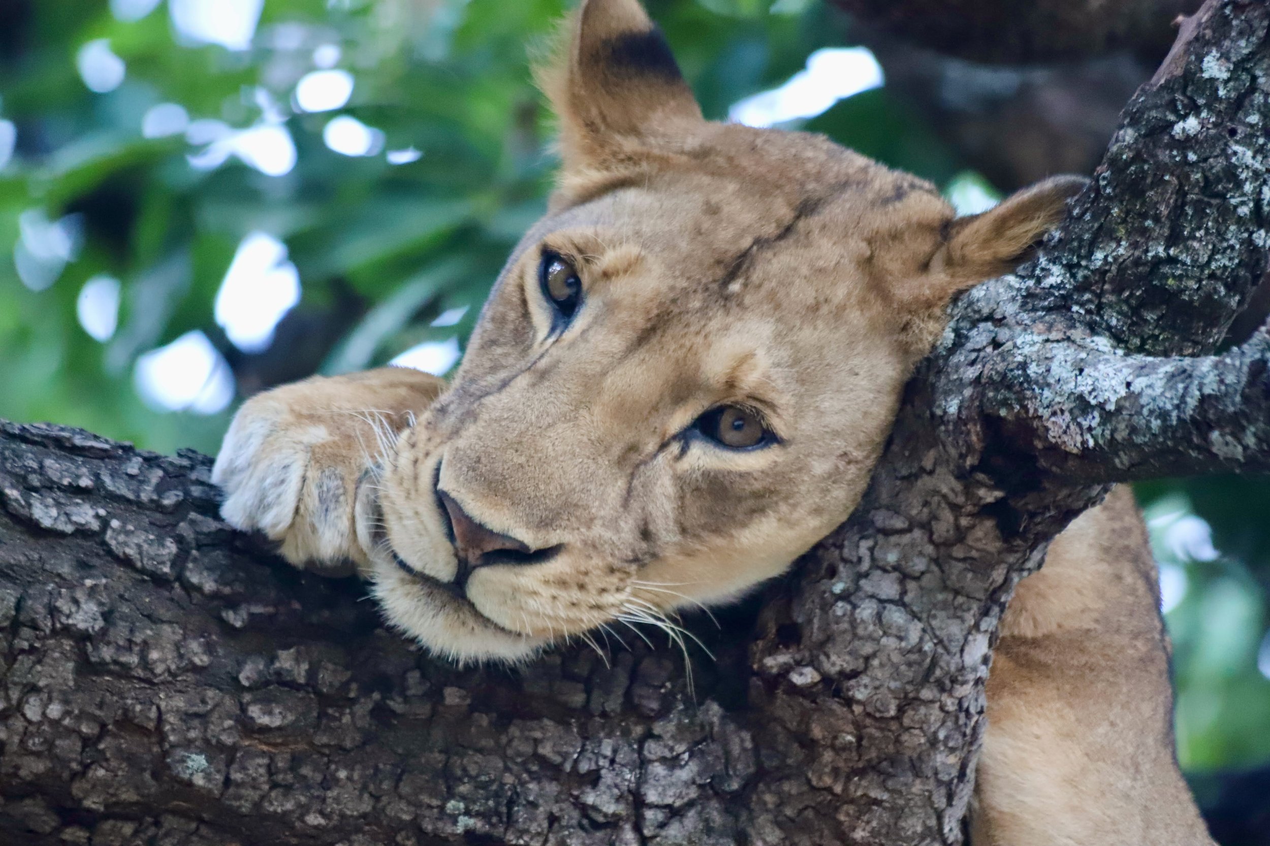 Africa 2022 - 2 of 19.jpeg