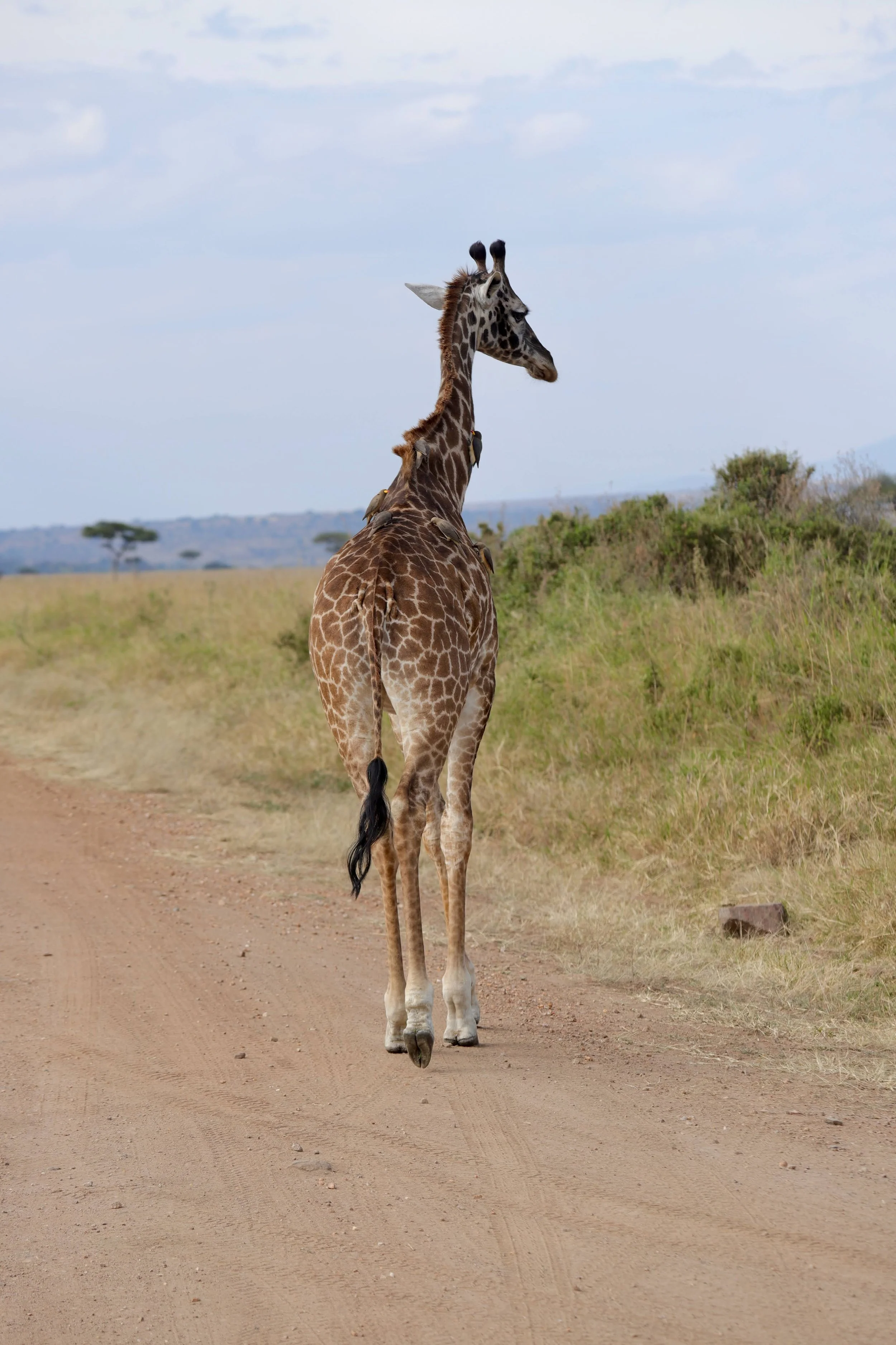 Africa 2022 - 125 of 140.jpeg