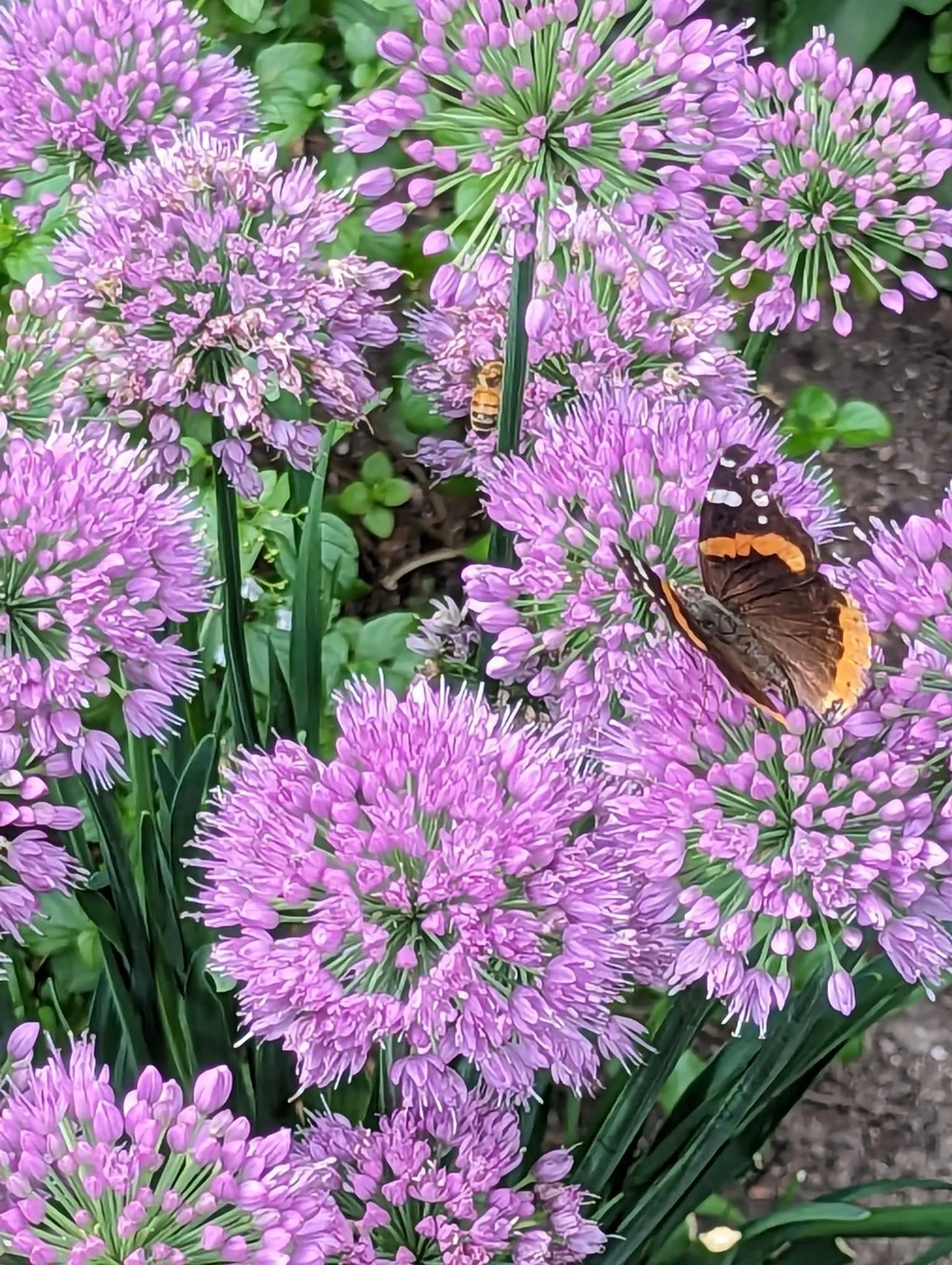 WhatsApp Image 2025-02-07 at 3.52.52 PM.jpeg