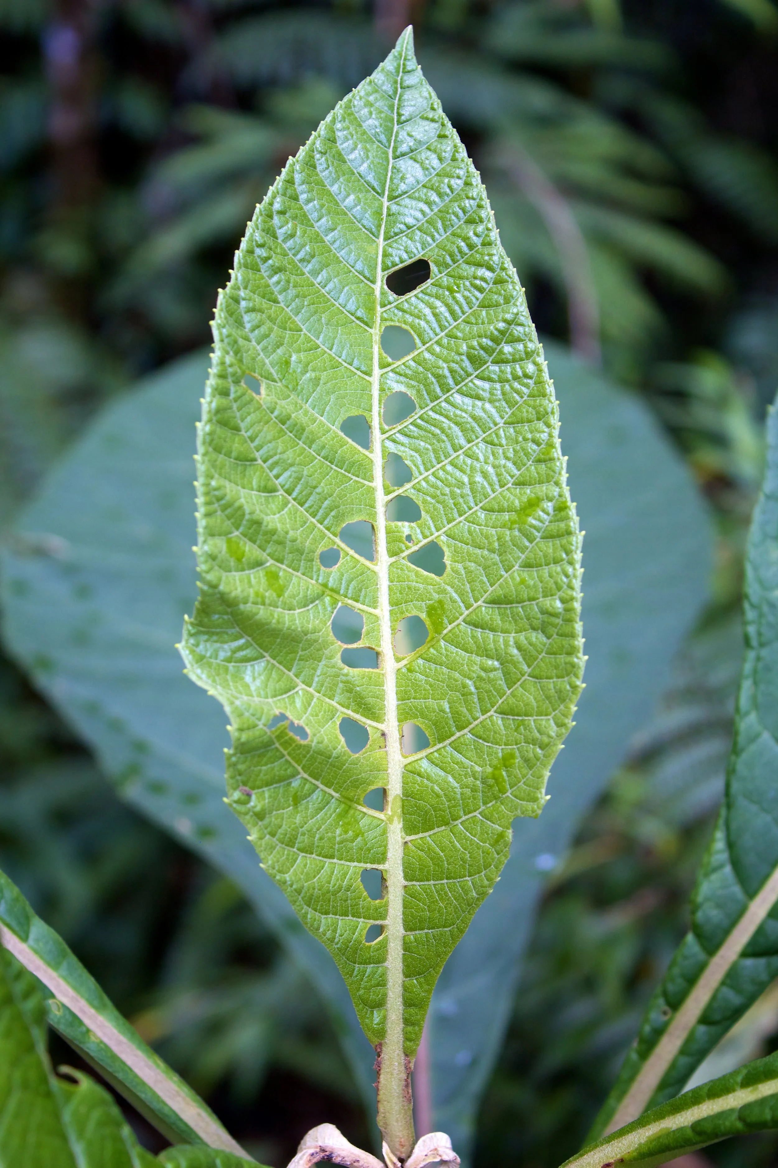 2011-07-14MELTflagged 471.jpg