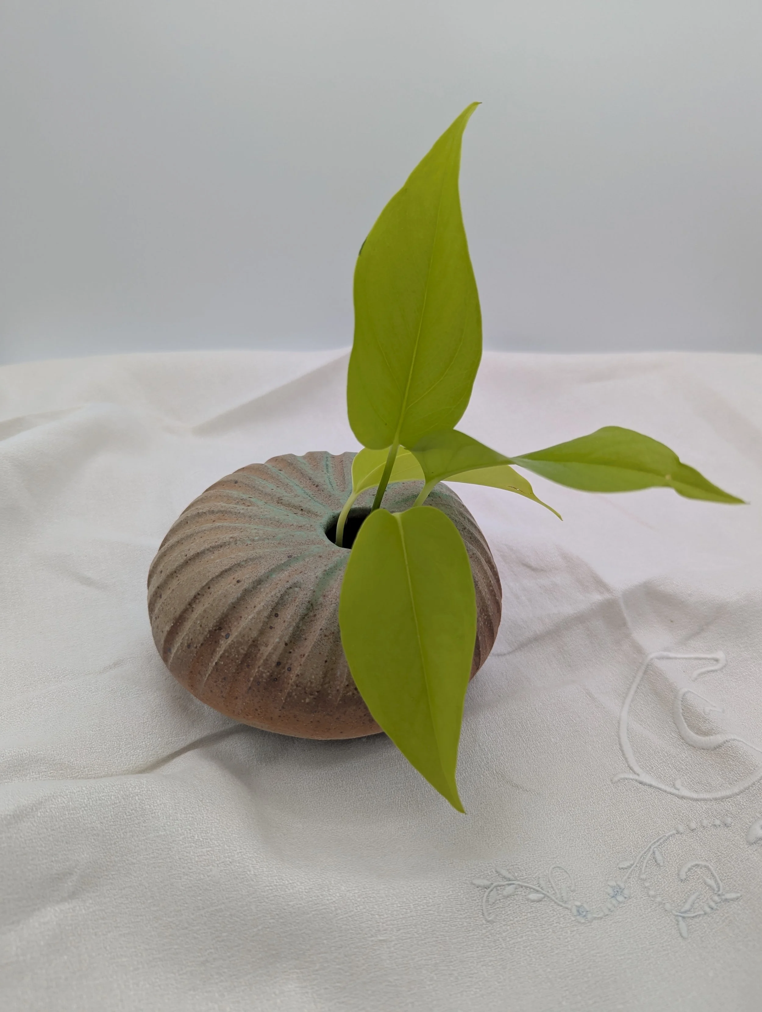 PXL_20250208_163547431.jpg