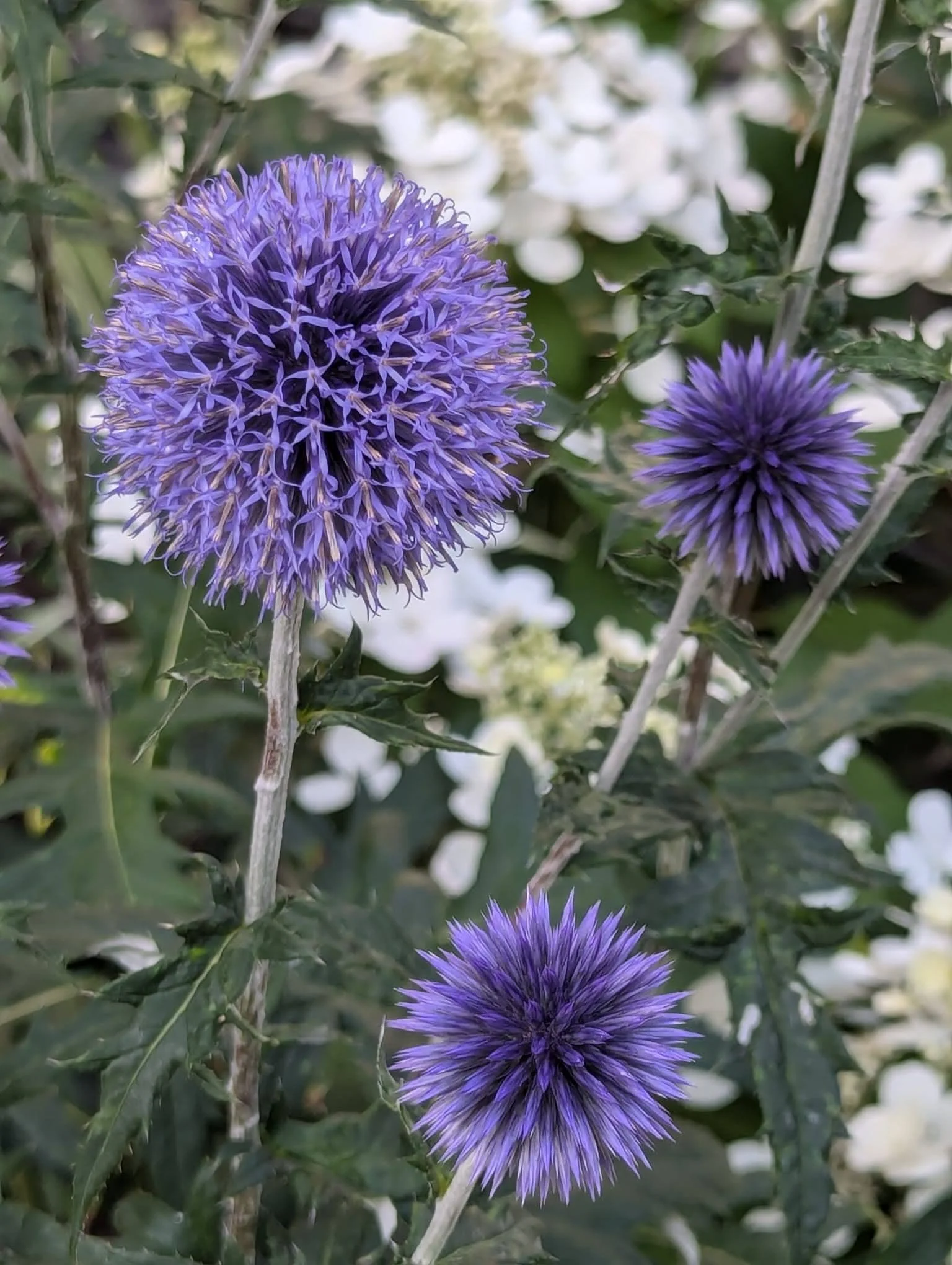 WhatsApp Image 2025-02-07 at 3.40.20 PM (1).jpeg