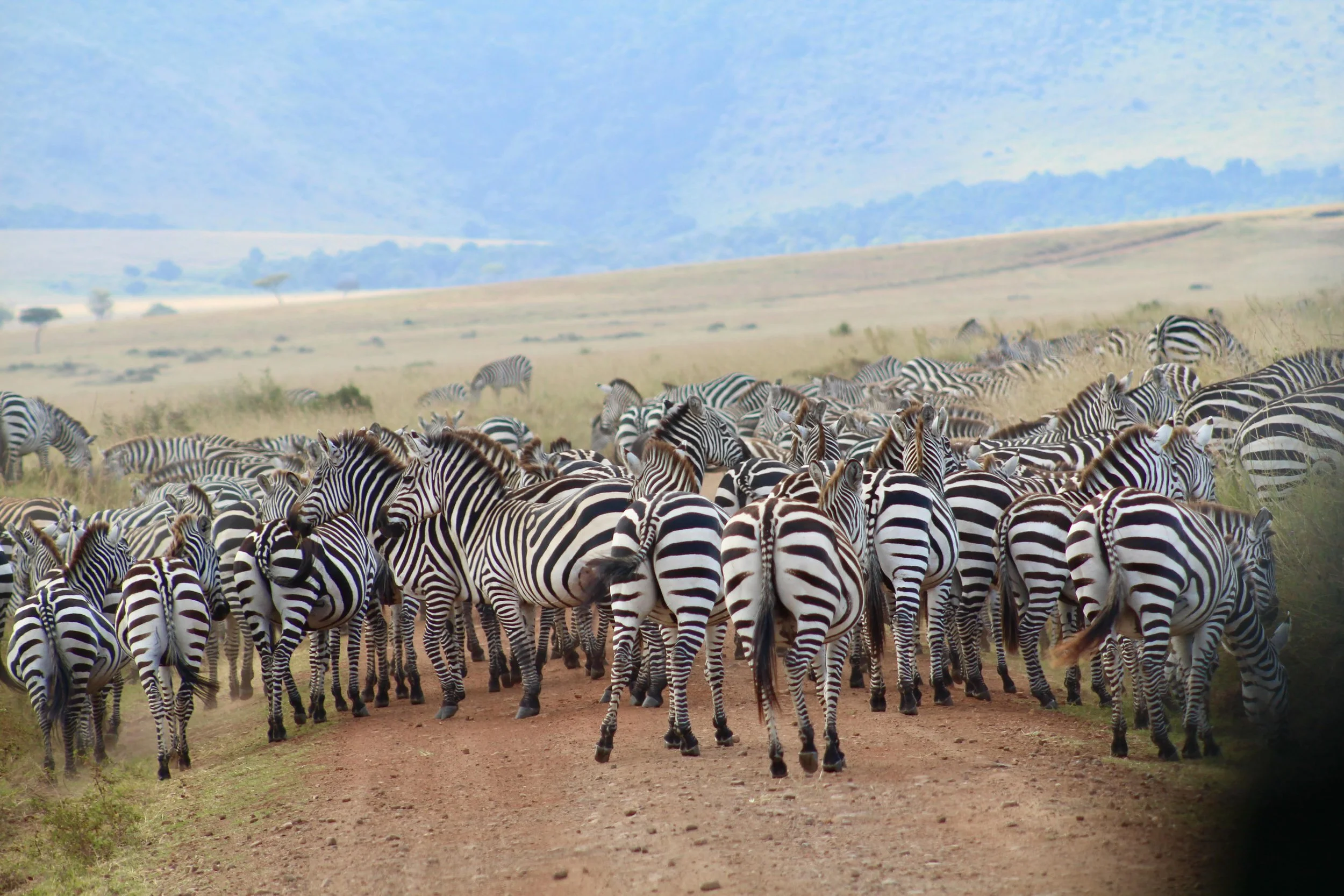 Africa 2022 - 53 of 140.jpeg