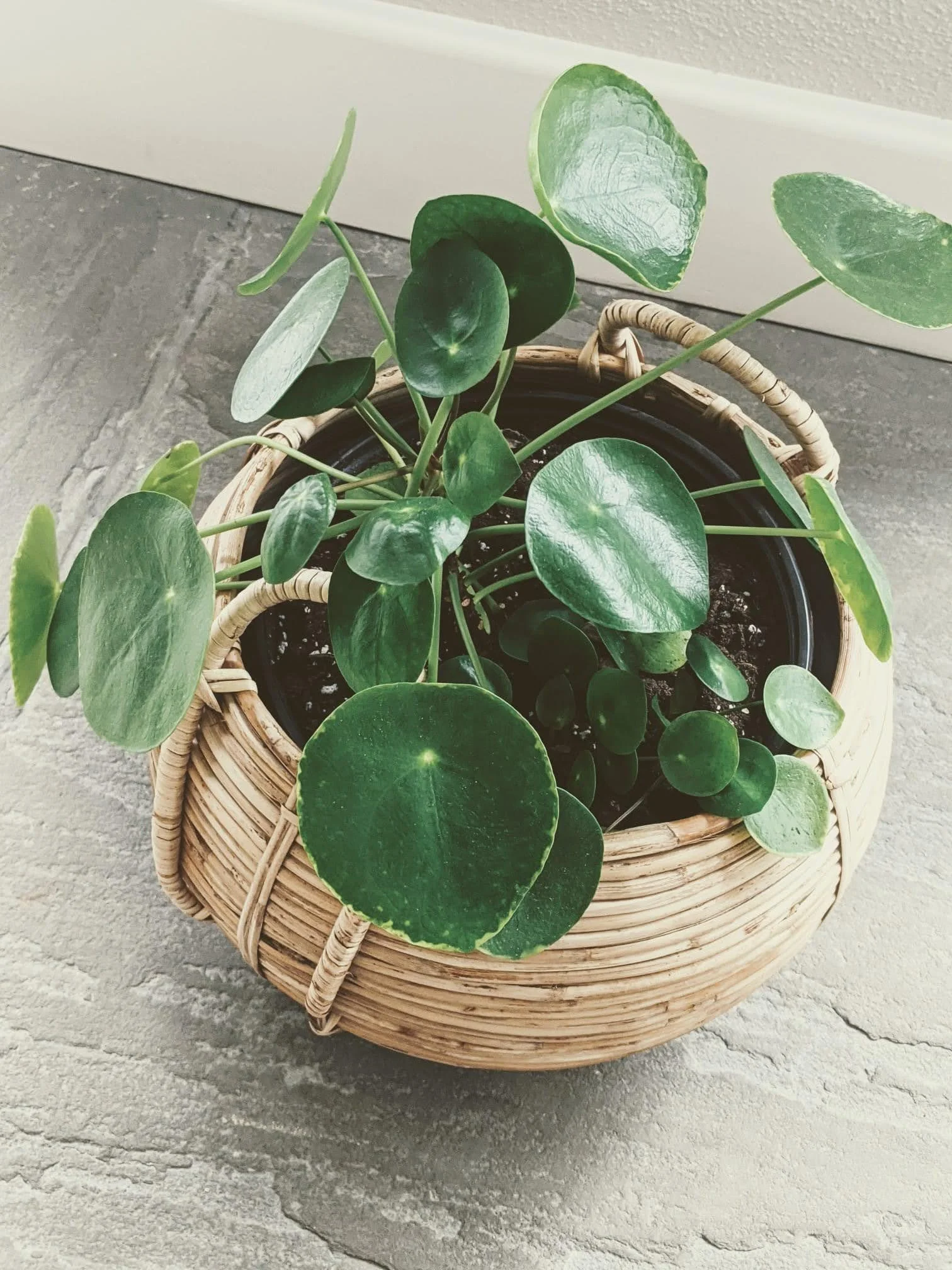 WhatsApp Image 2025-02-09 at 4.09.59 PM.jpeg