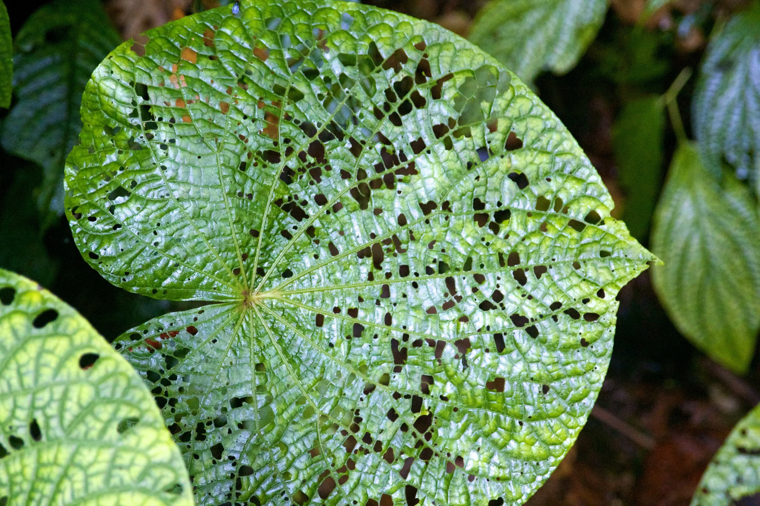 2011-06-12MELTflagged 349.jpg
