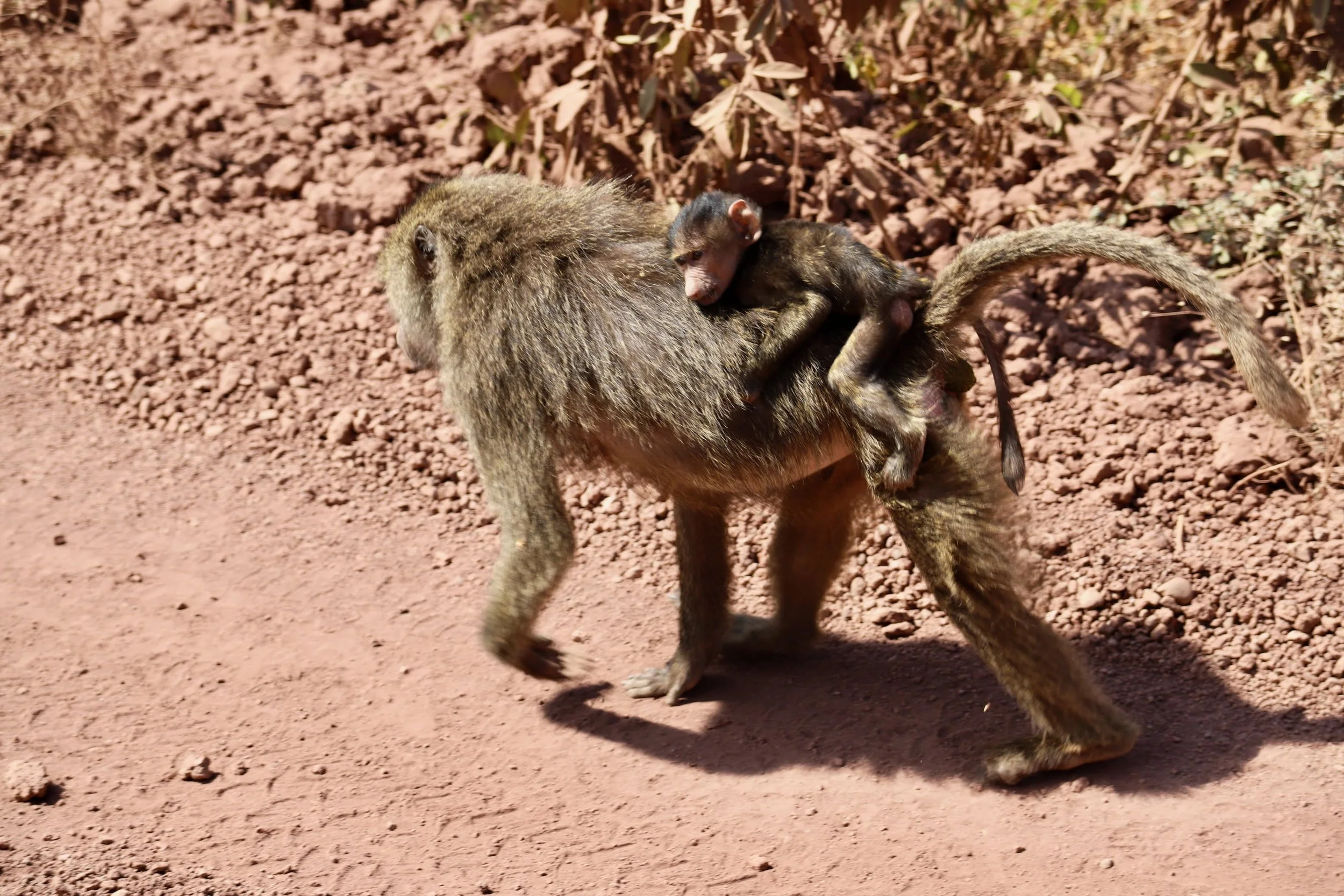 Africa 2022 - 18 of 19.jpeg