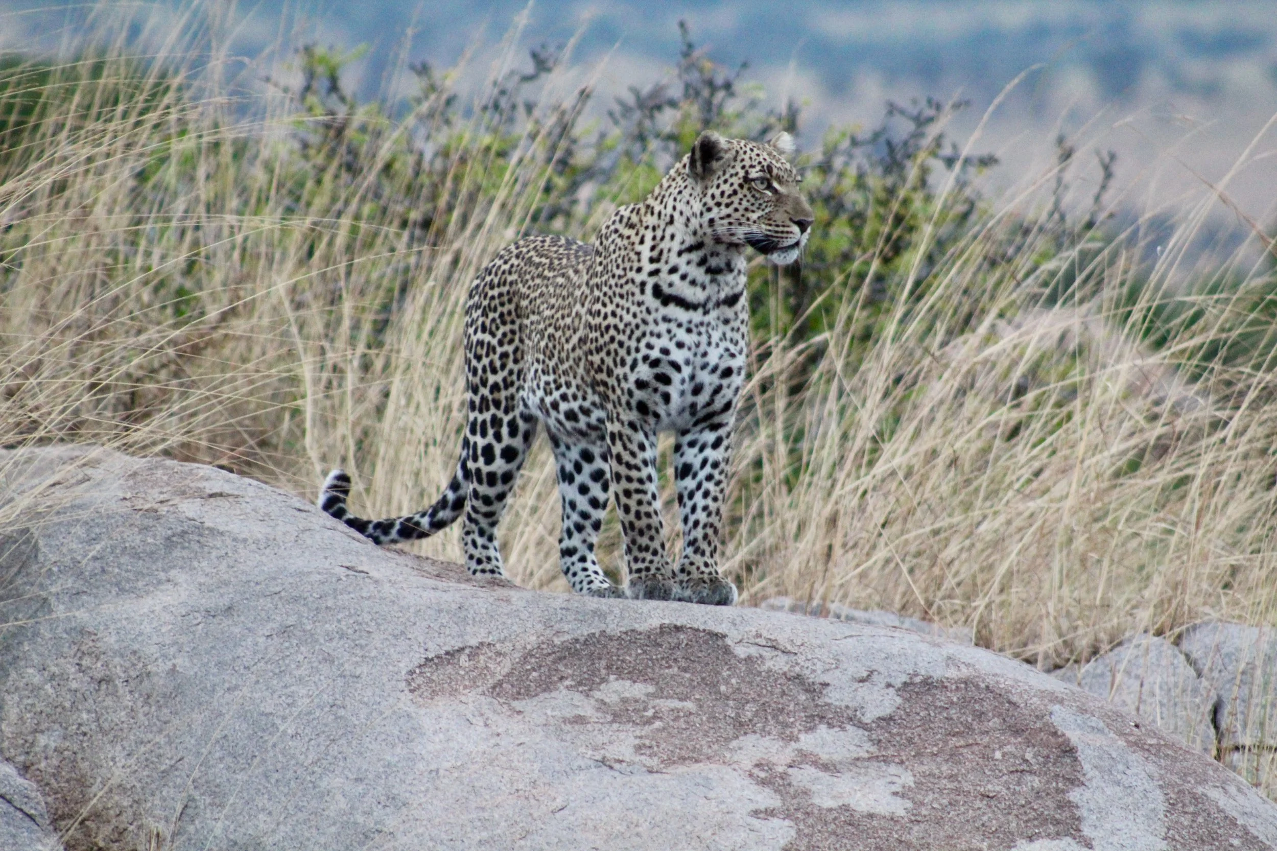 Africa 2022 - 63 of 140.jpeg