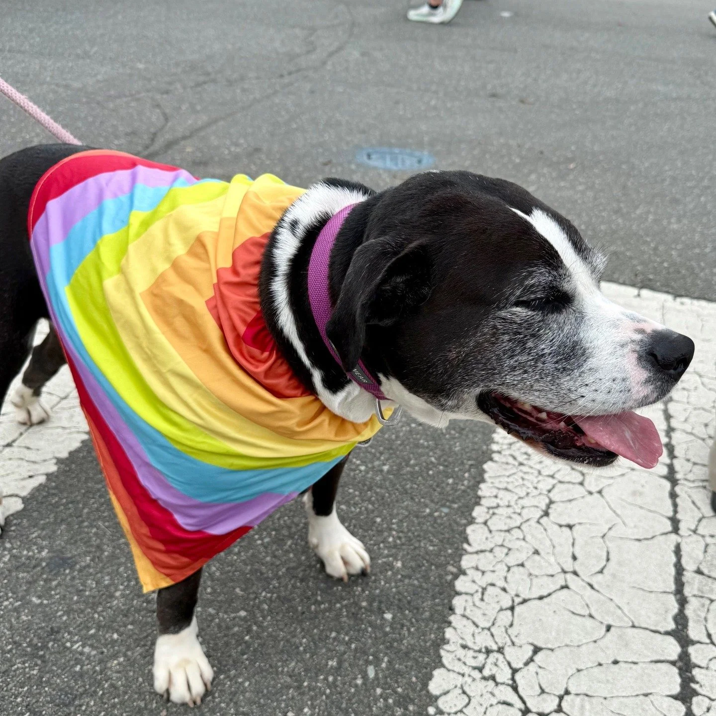 The dogs of Durham Pride!