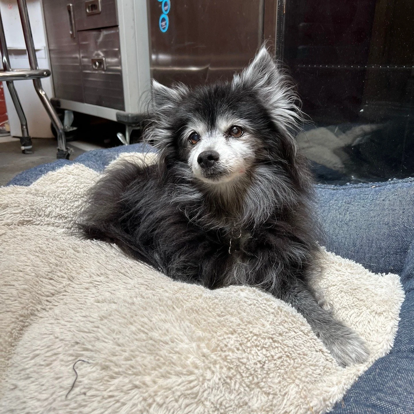 18 years old may seem quite young for a CEO, but Satellite started his tenure as our CEO when he was just three. By the amount of gray in his hair today, you can tell that the job has really taken its toll. Wishing the happiest birthday ever to the o