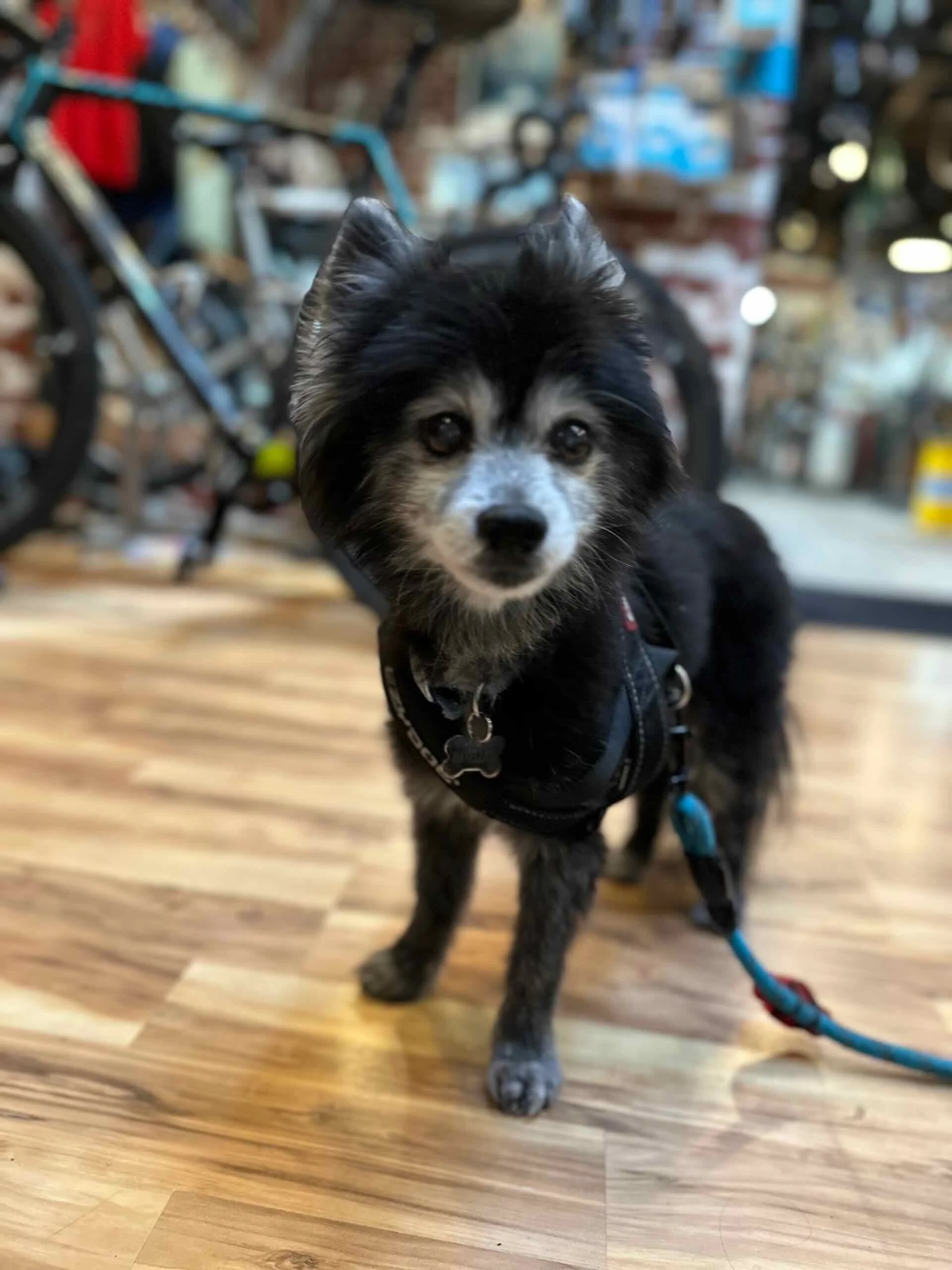 Satellite the dog that comes into Durham Cycles