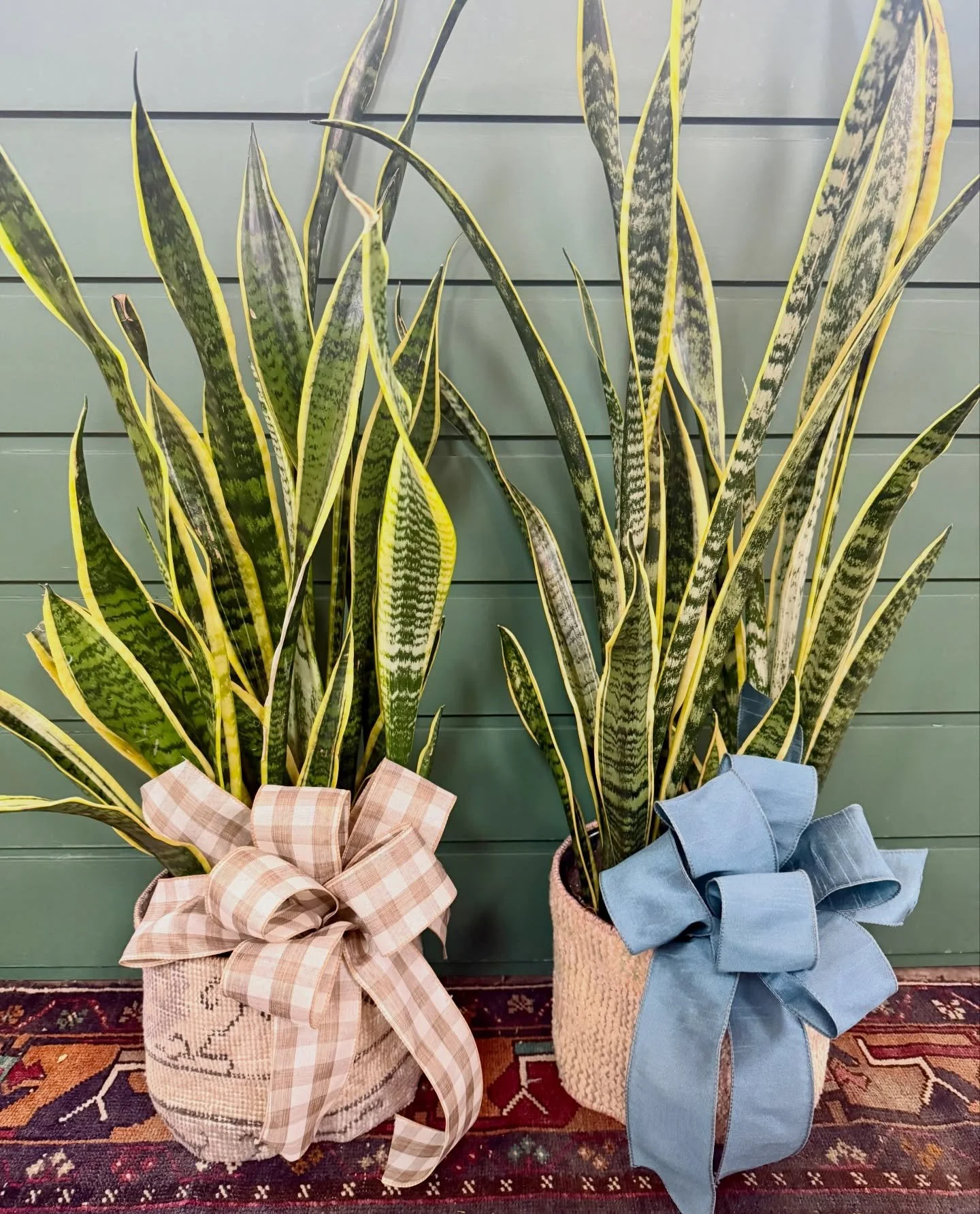 The best gift that keeps on giving year round - a live houseplant. Perfect for sympathy, celebrations, birthdays, weddings, congratulations, get well soon, just because! Each one comes with a care card so the recipient knows exactly how to care for i
