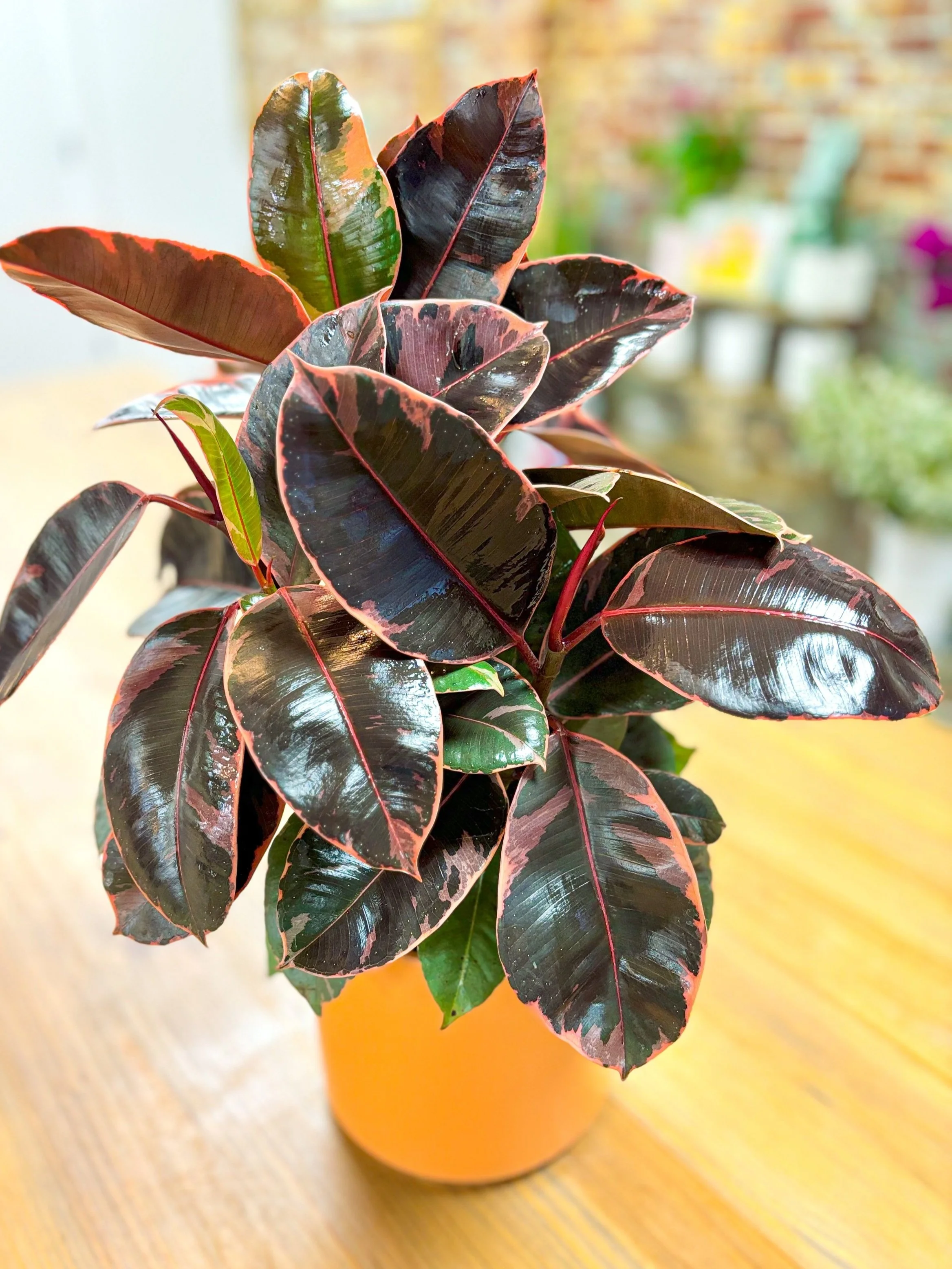 Close-up of a potted rubber plant with dark green and pink-tinted leaves on a wooden table.