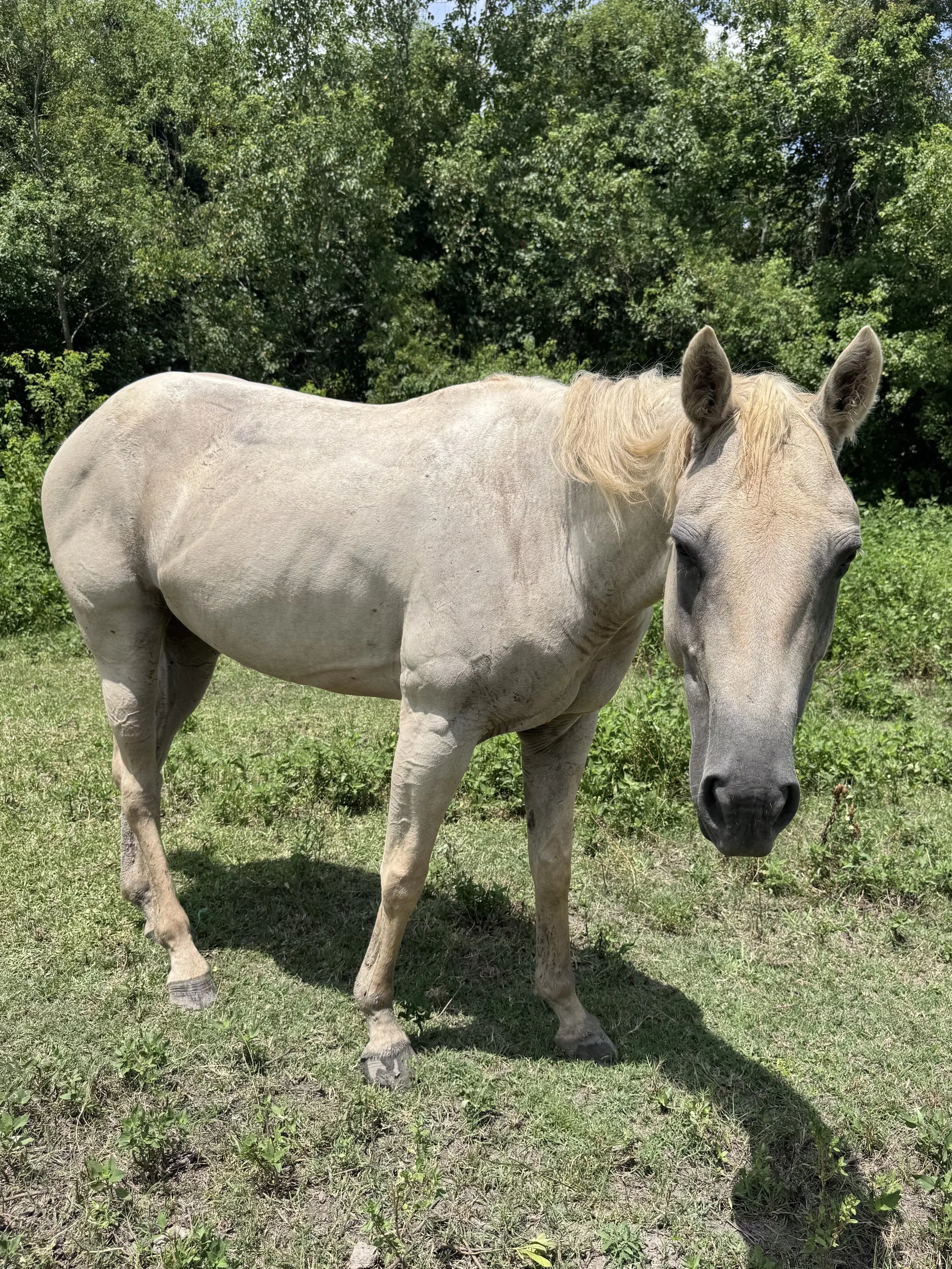Fiona