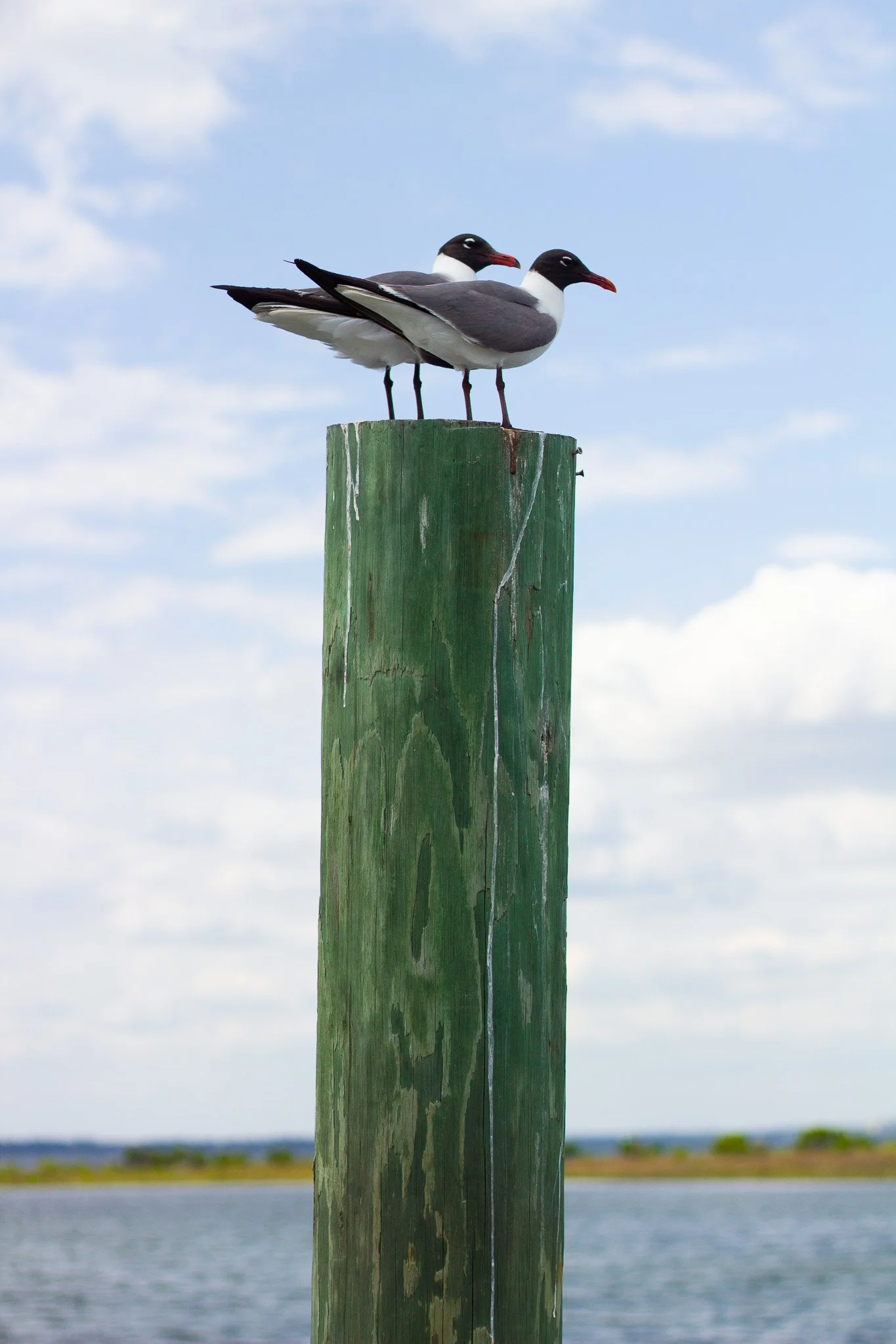 IMG_4035.jpg