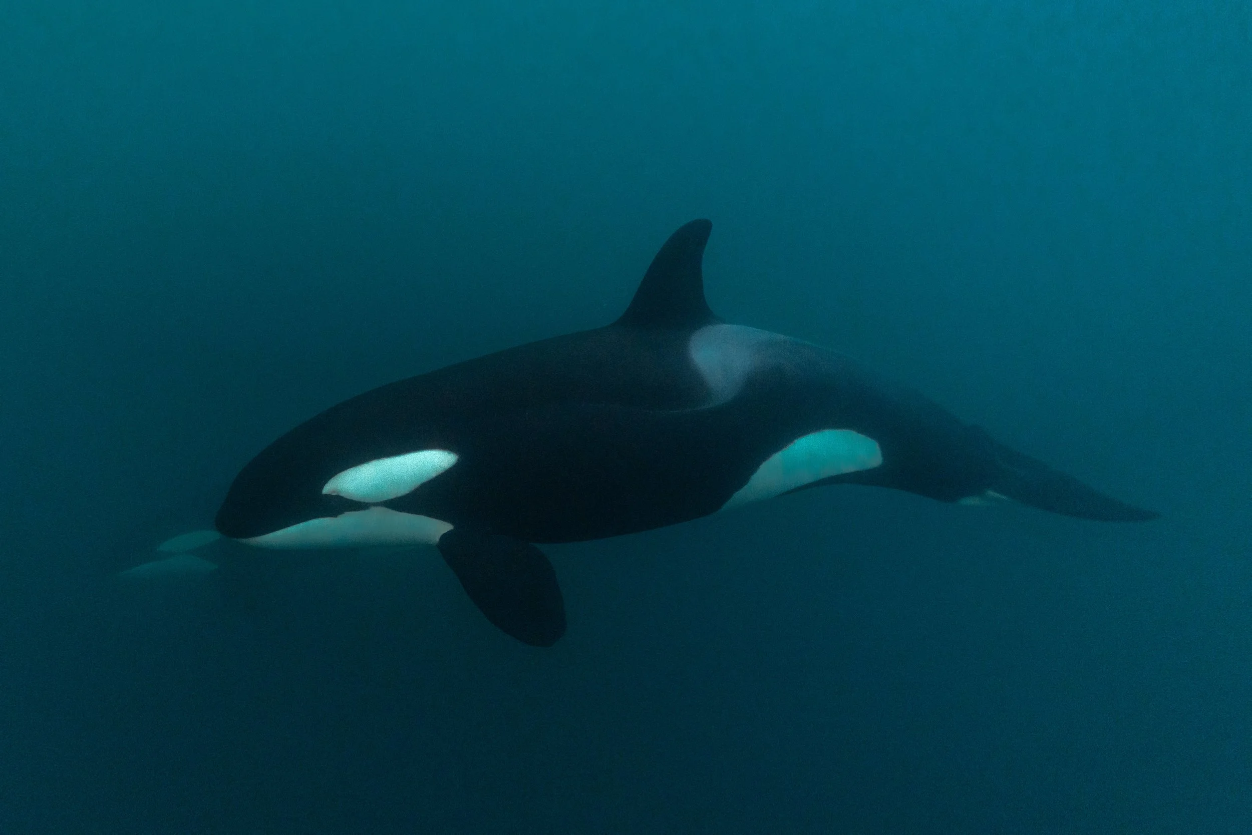 Norway: Arctic Herring Run: 21-29 Nov 2026