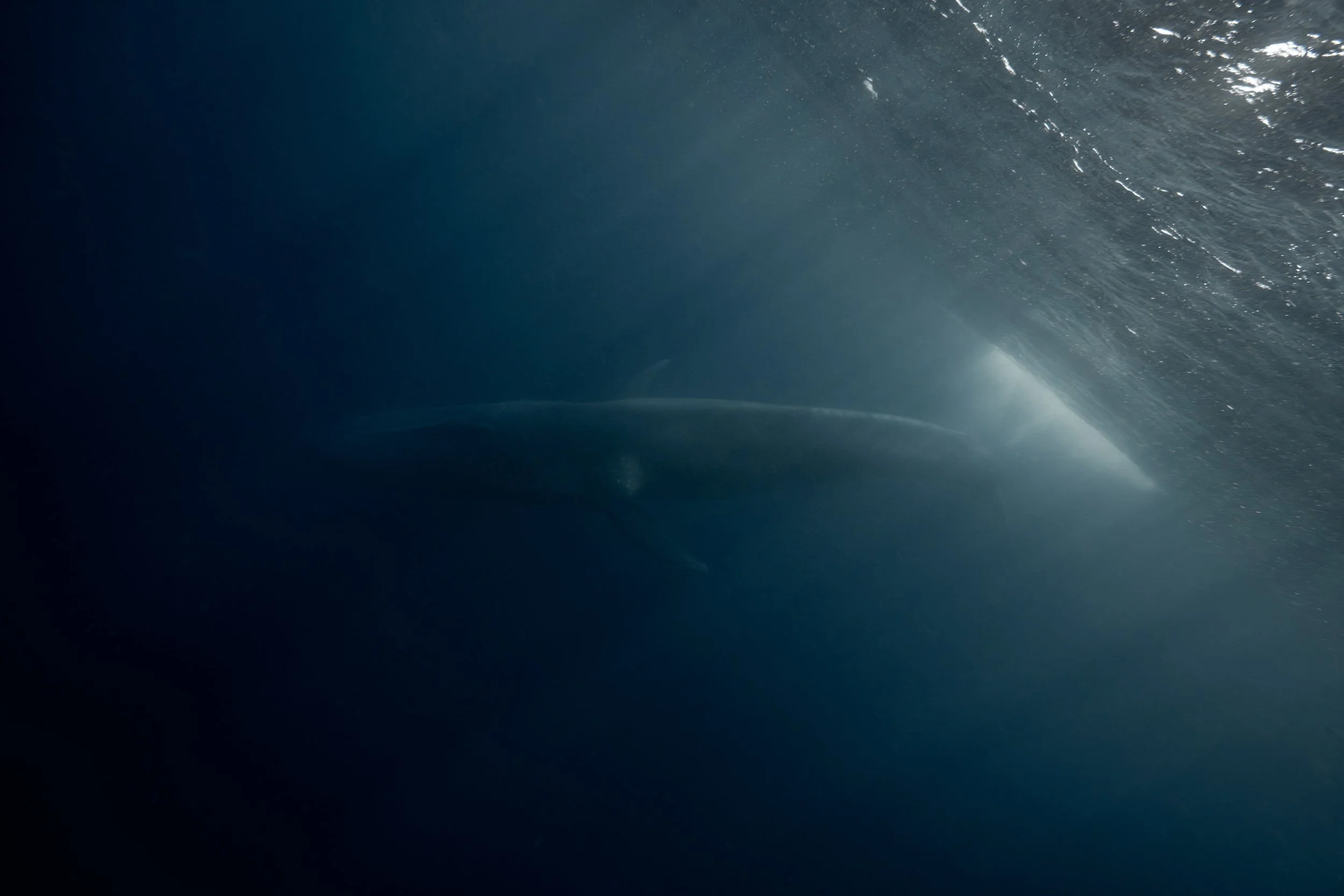 timoe-leste-blue-whale-matt-reichel-2025-9-bsxt-s.jpg