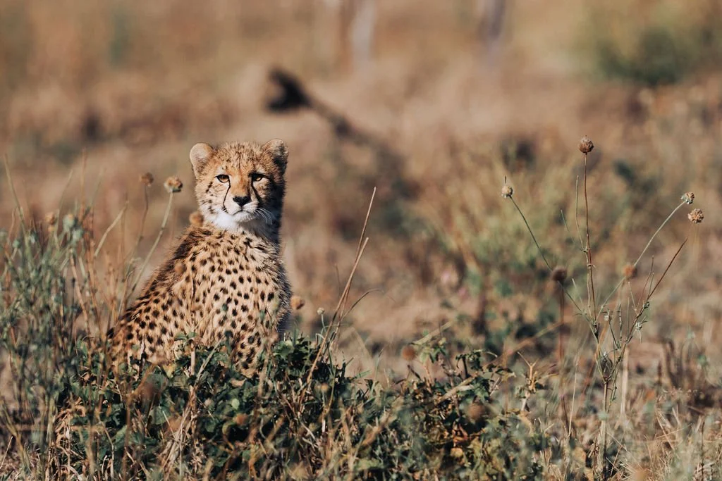 Botswana Okavango Delta Safari Add-On: 11-17 July 2027