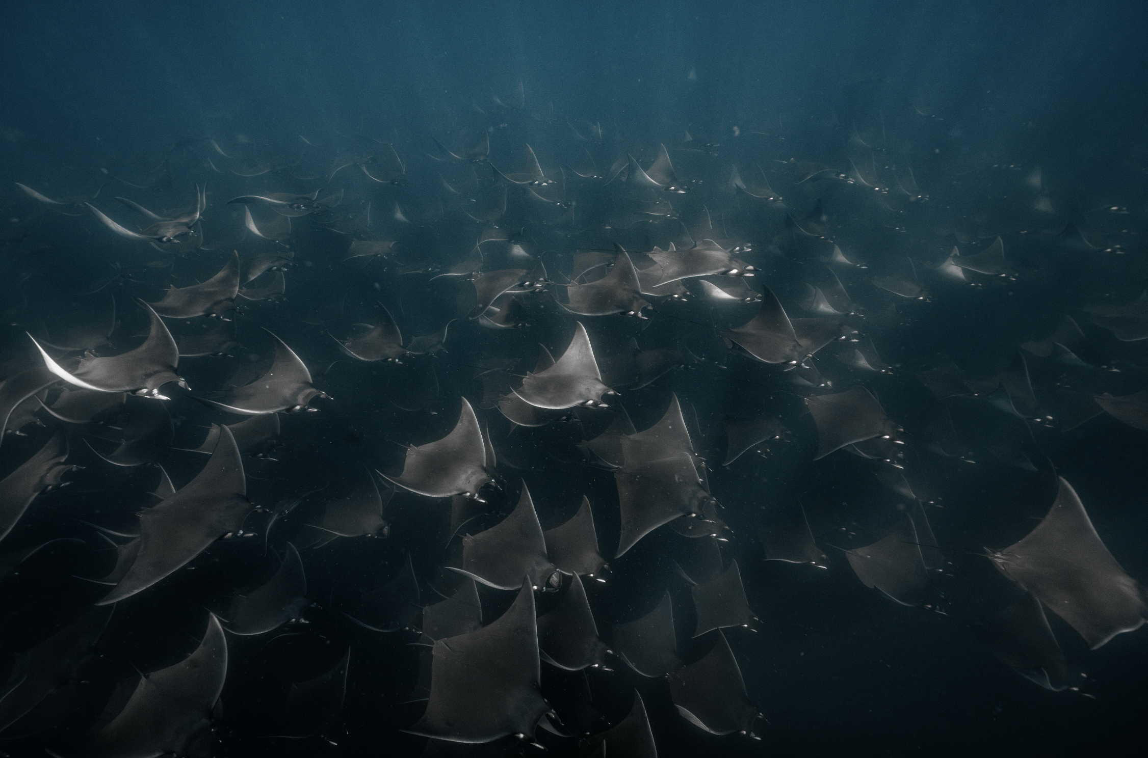 Mexico: Mobulas and Cetaceans June 21-27 (Session 1B)