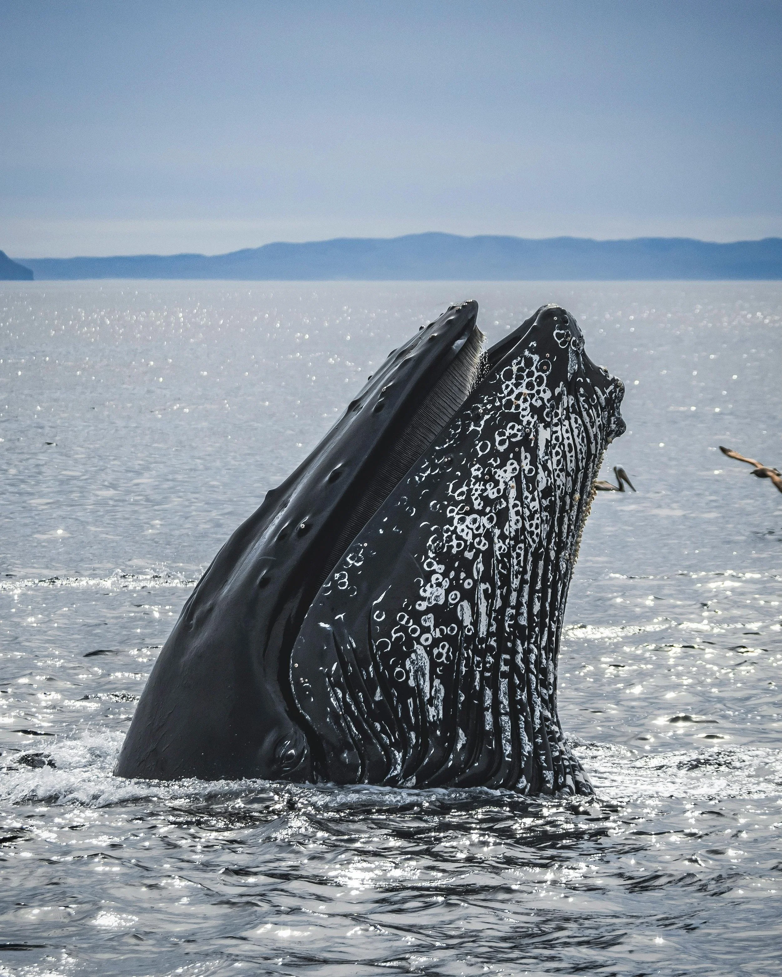 A whale blows on the horizon with an expedition boat on the open ocean.