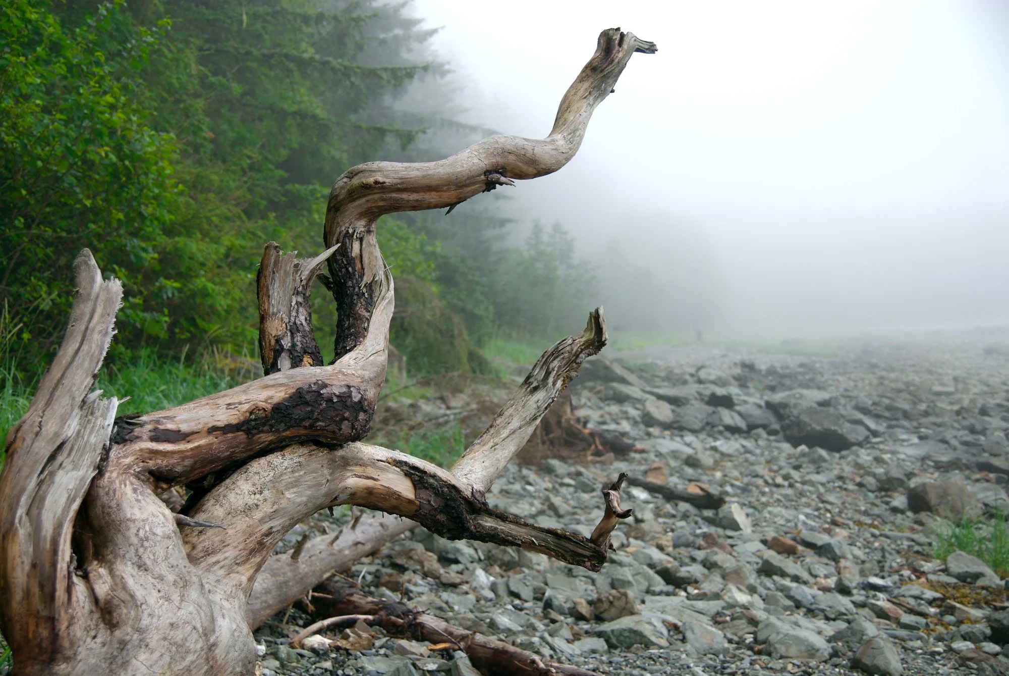 Foggy Branch.jpg