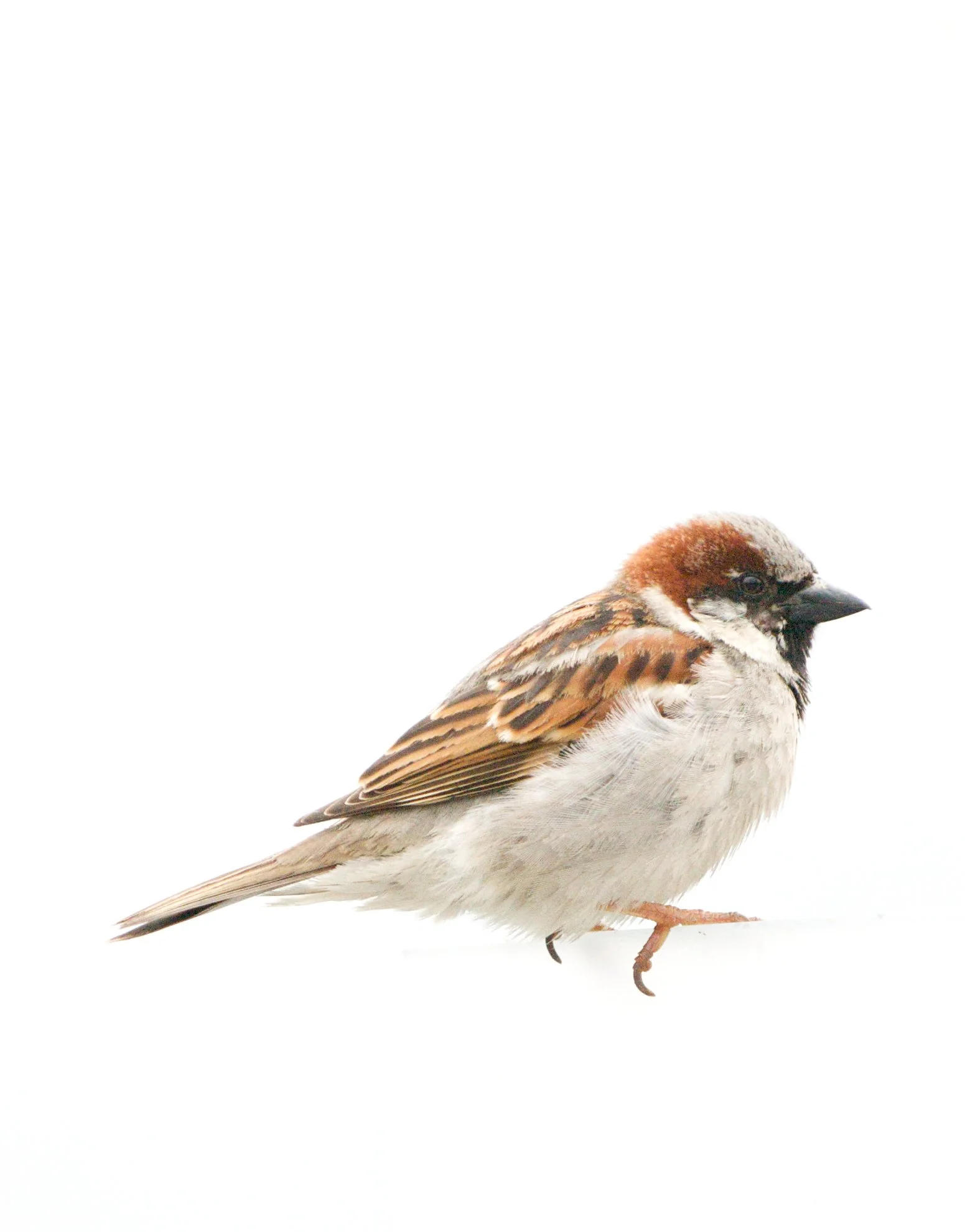 American Sparrow 11x14.jpg