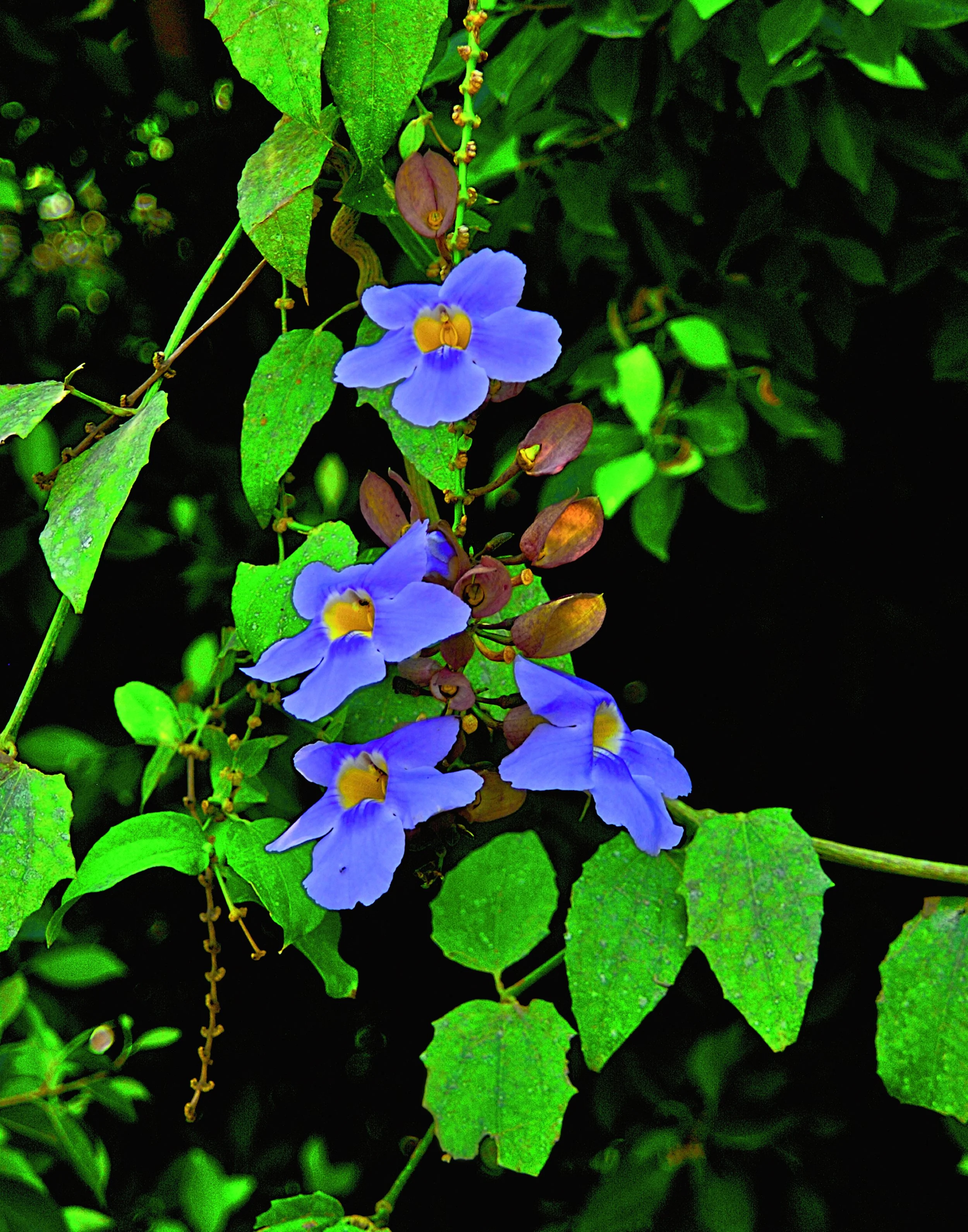 Blue Flower.jpg
