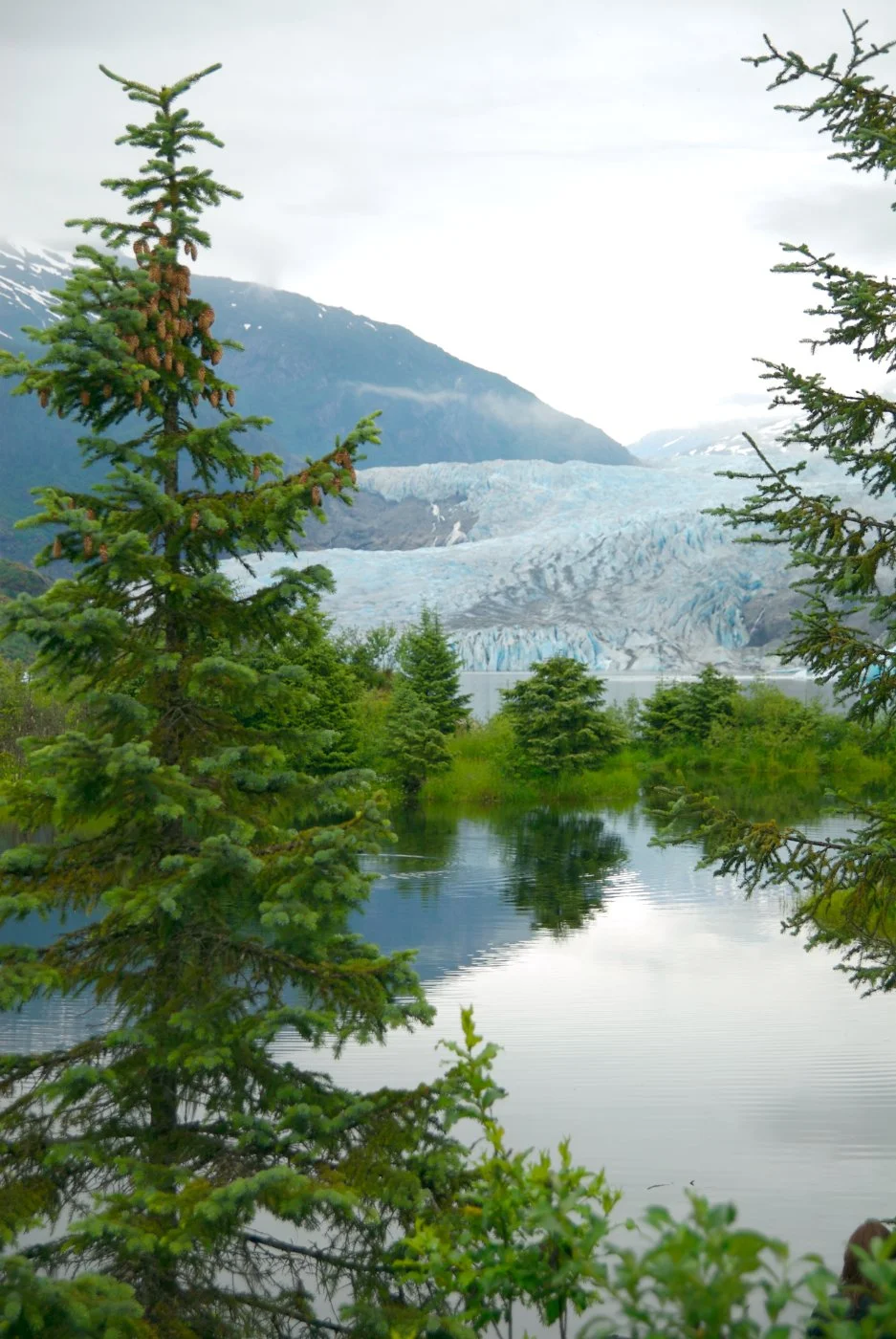 Alaska Evergreen.jpg