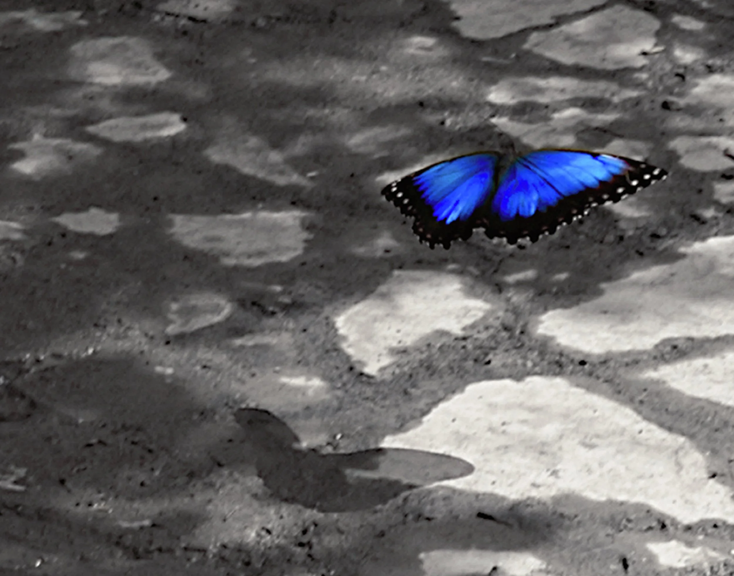 Blue Butterfly.jpg