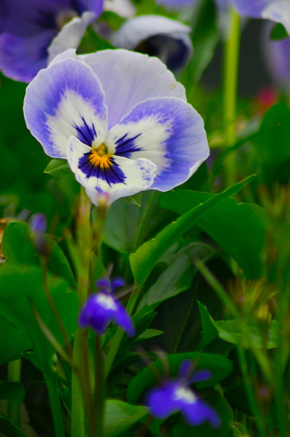 Flower Face.jpg