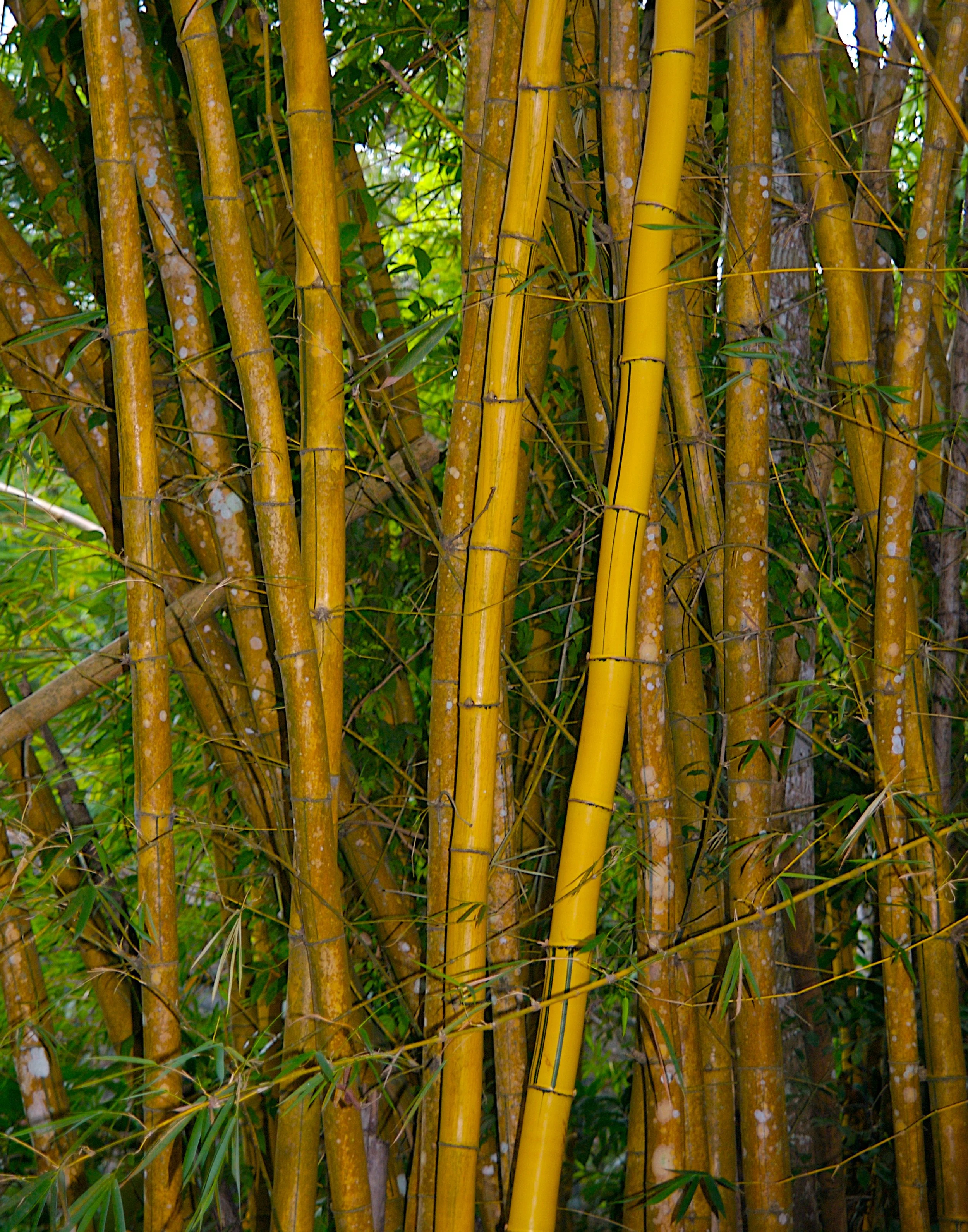 Bamboo in Mexico.jpg