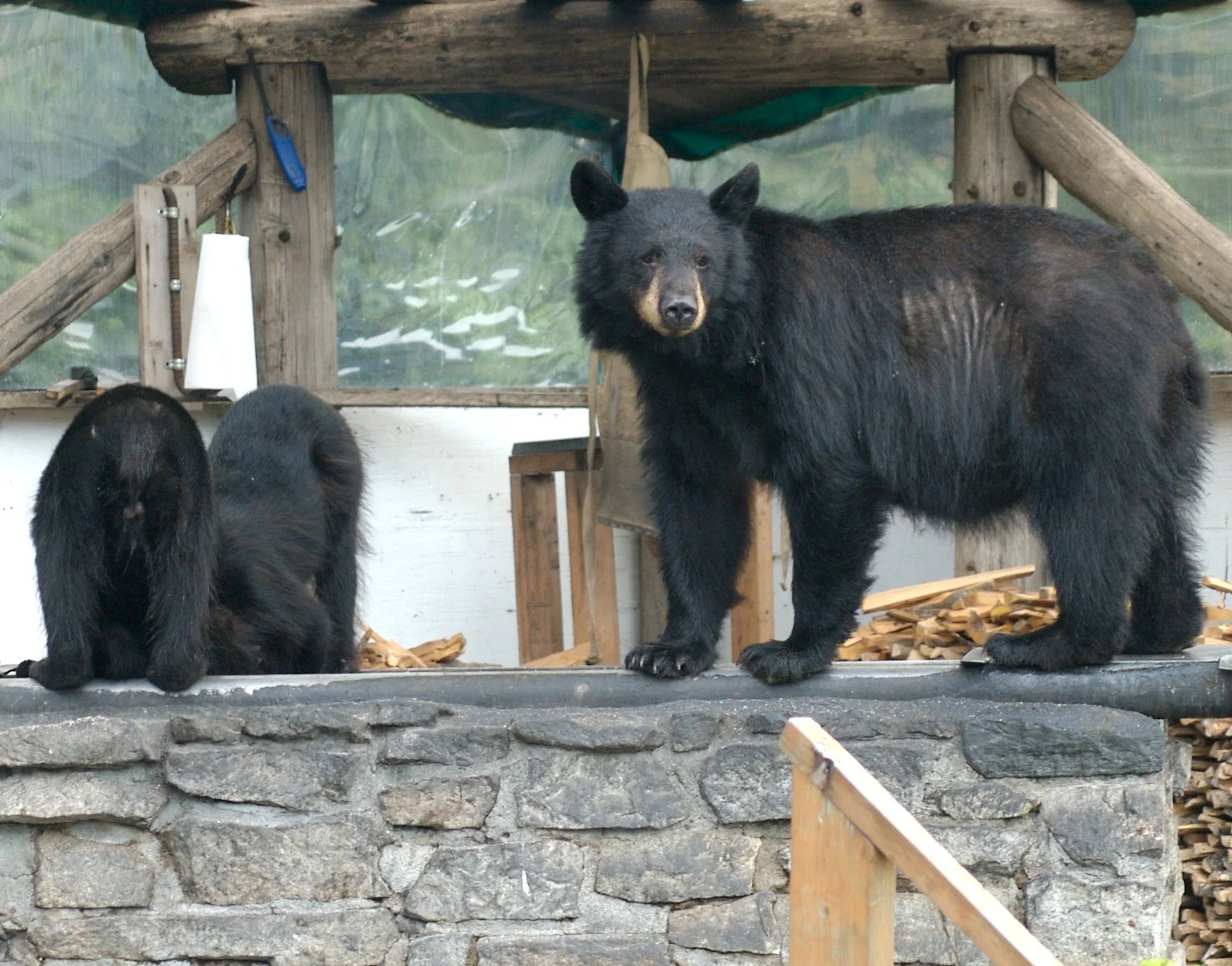 Black Bear Family.jpg