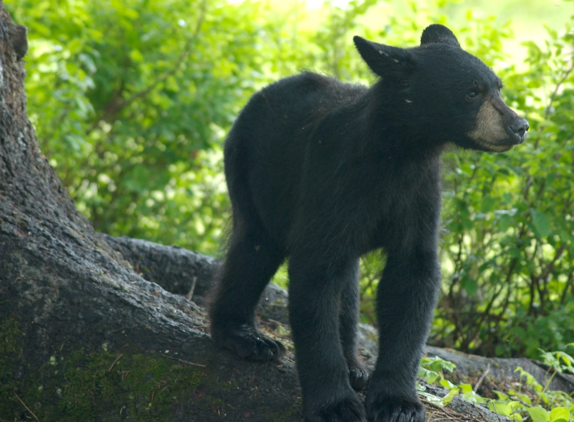 Baby Black Bear.jpg