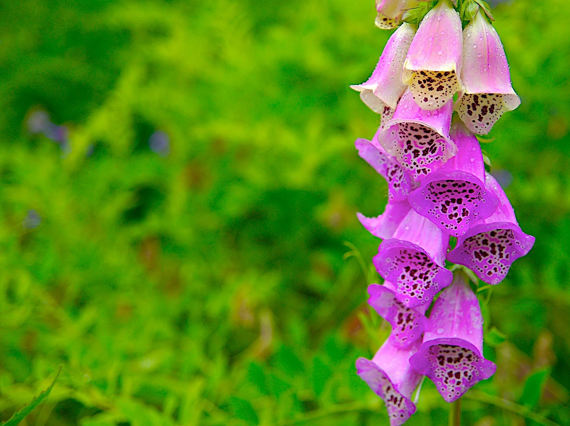 Alaska Flowers.jpg